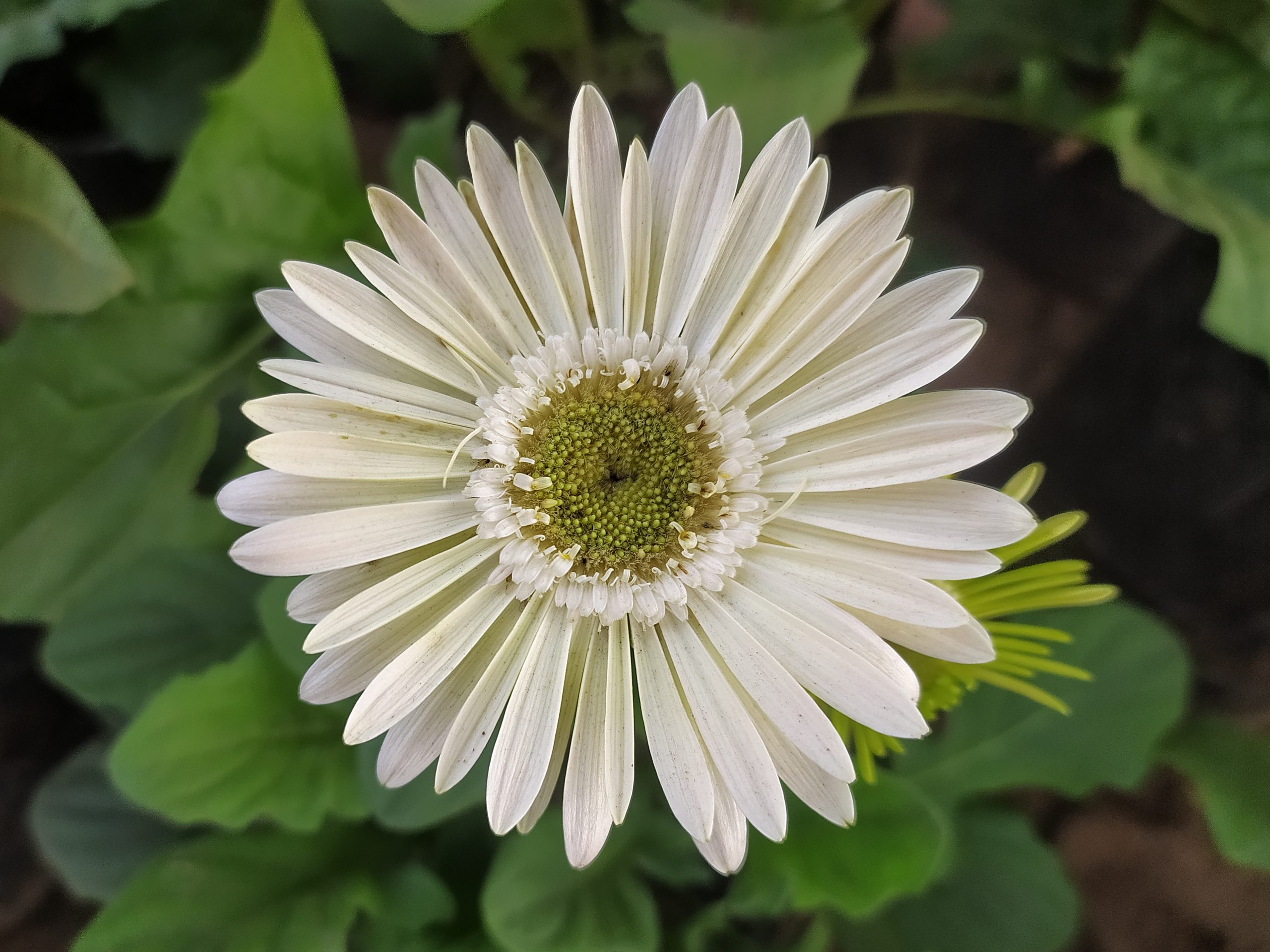 Flowering plant