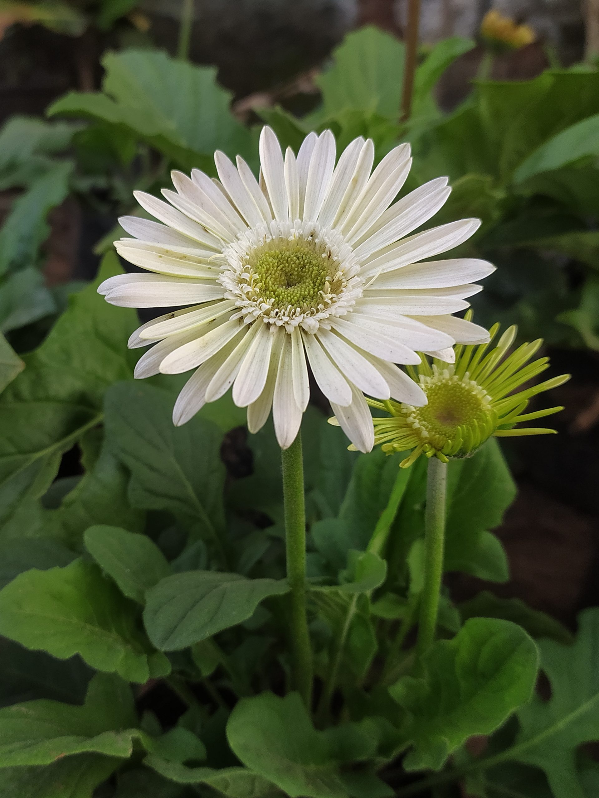 Flowering plant