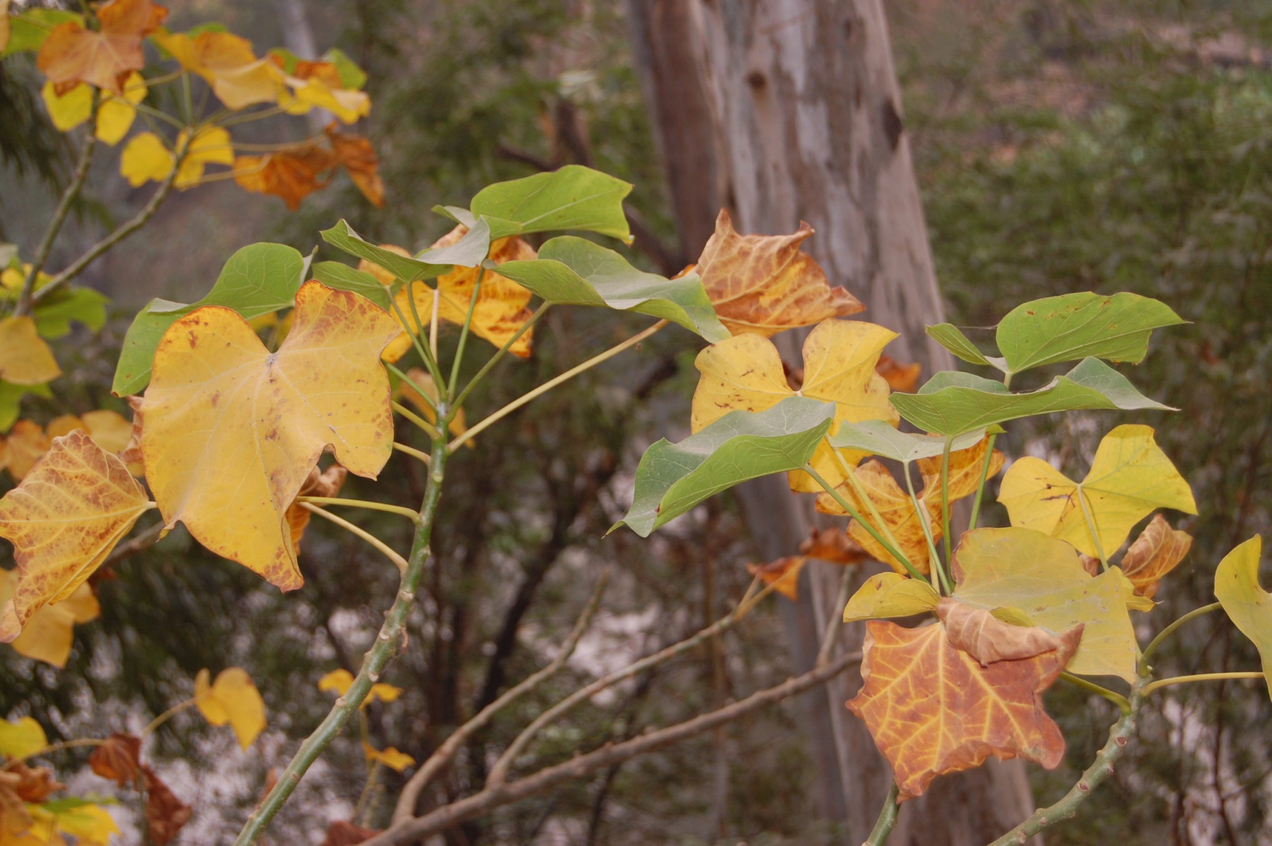 Leaves of a plant