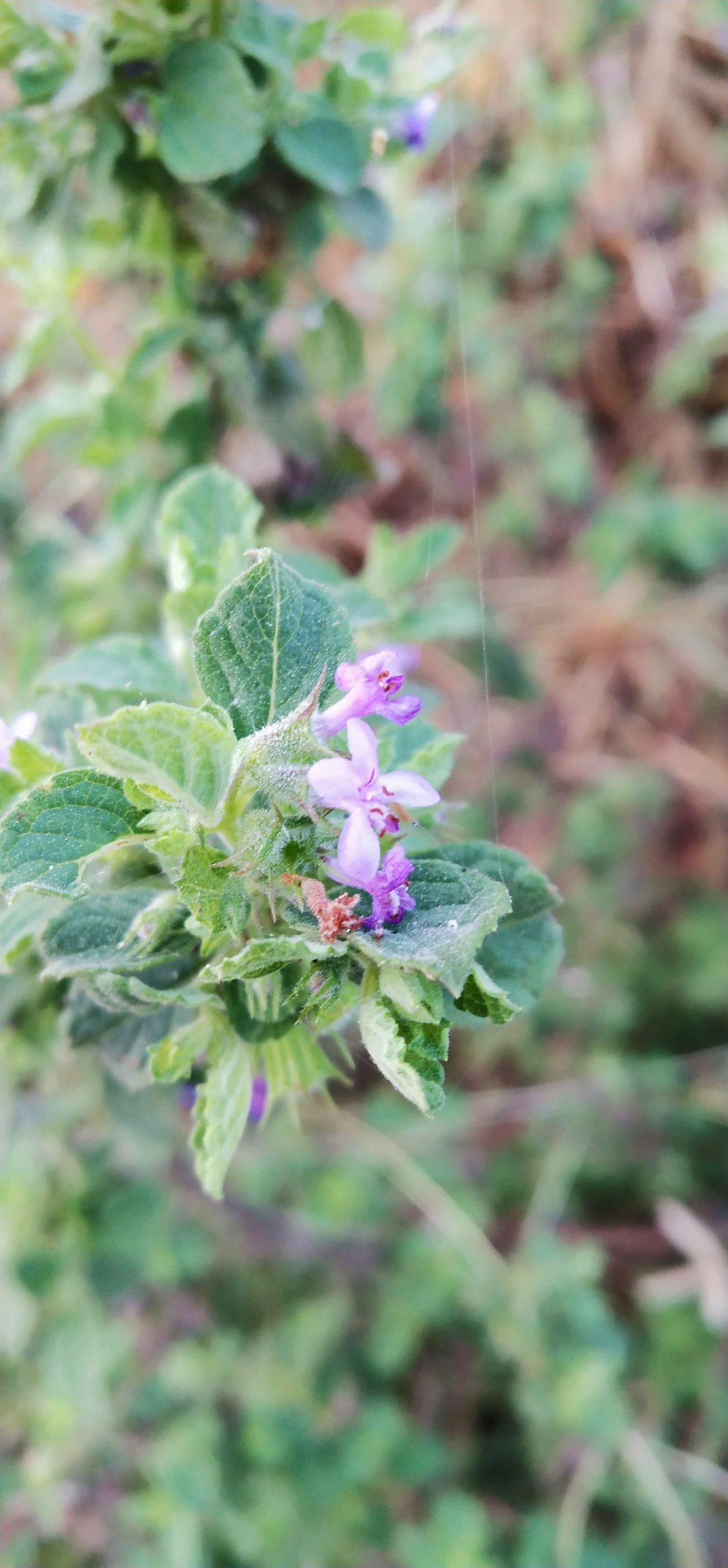 Flowering plant