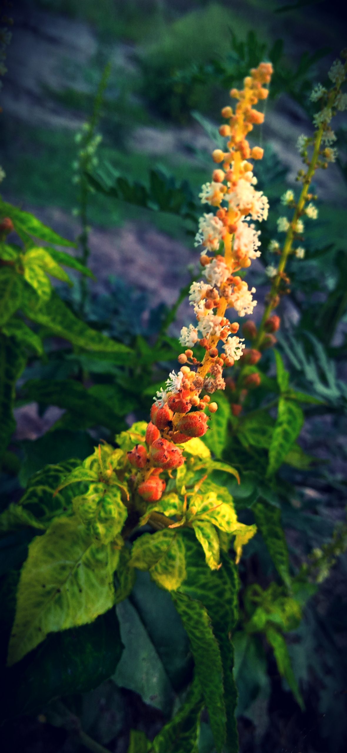 Flowering plant