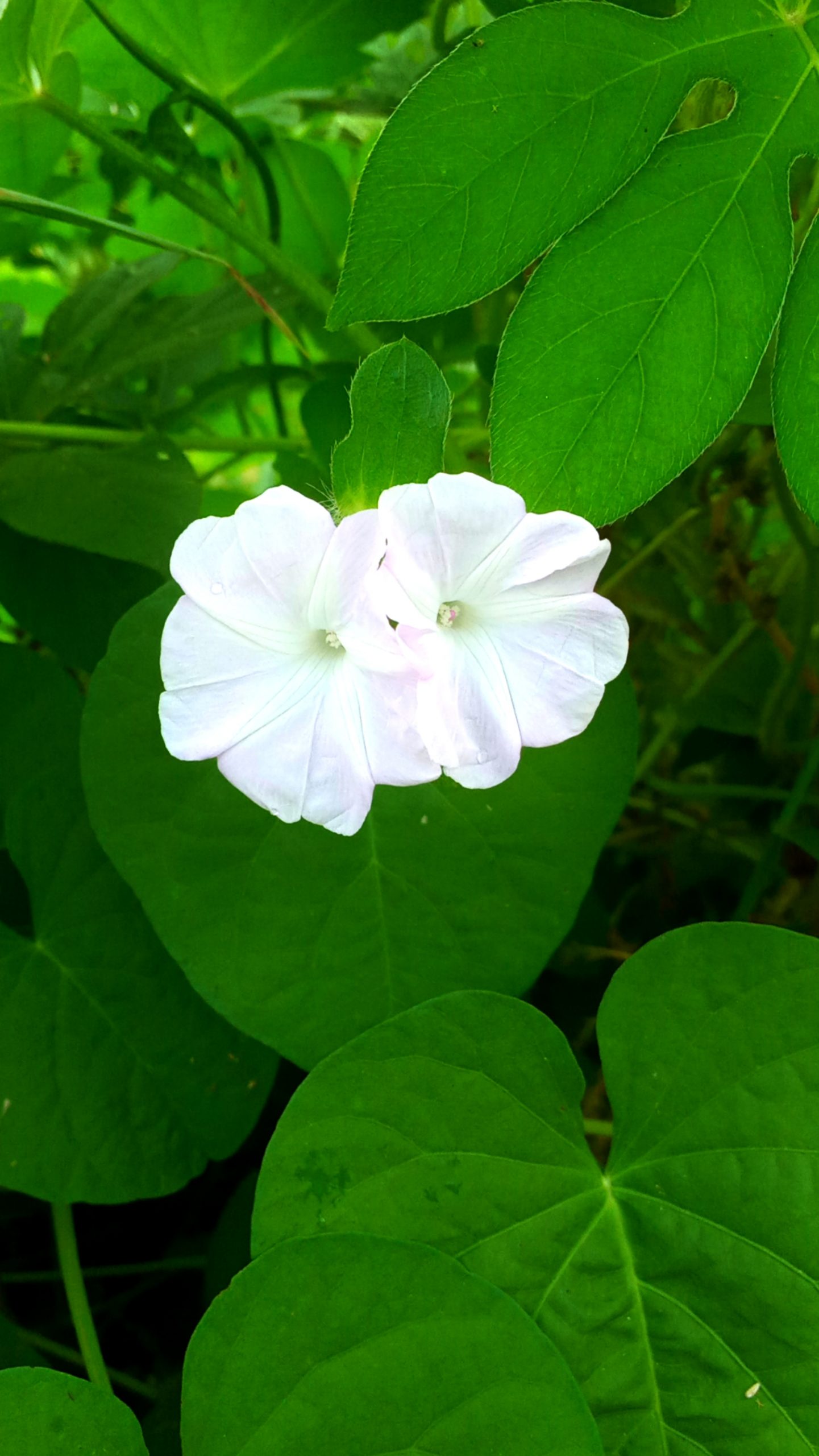 Flowering plant