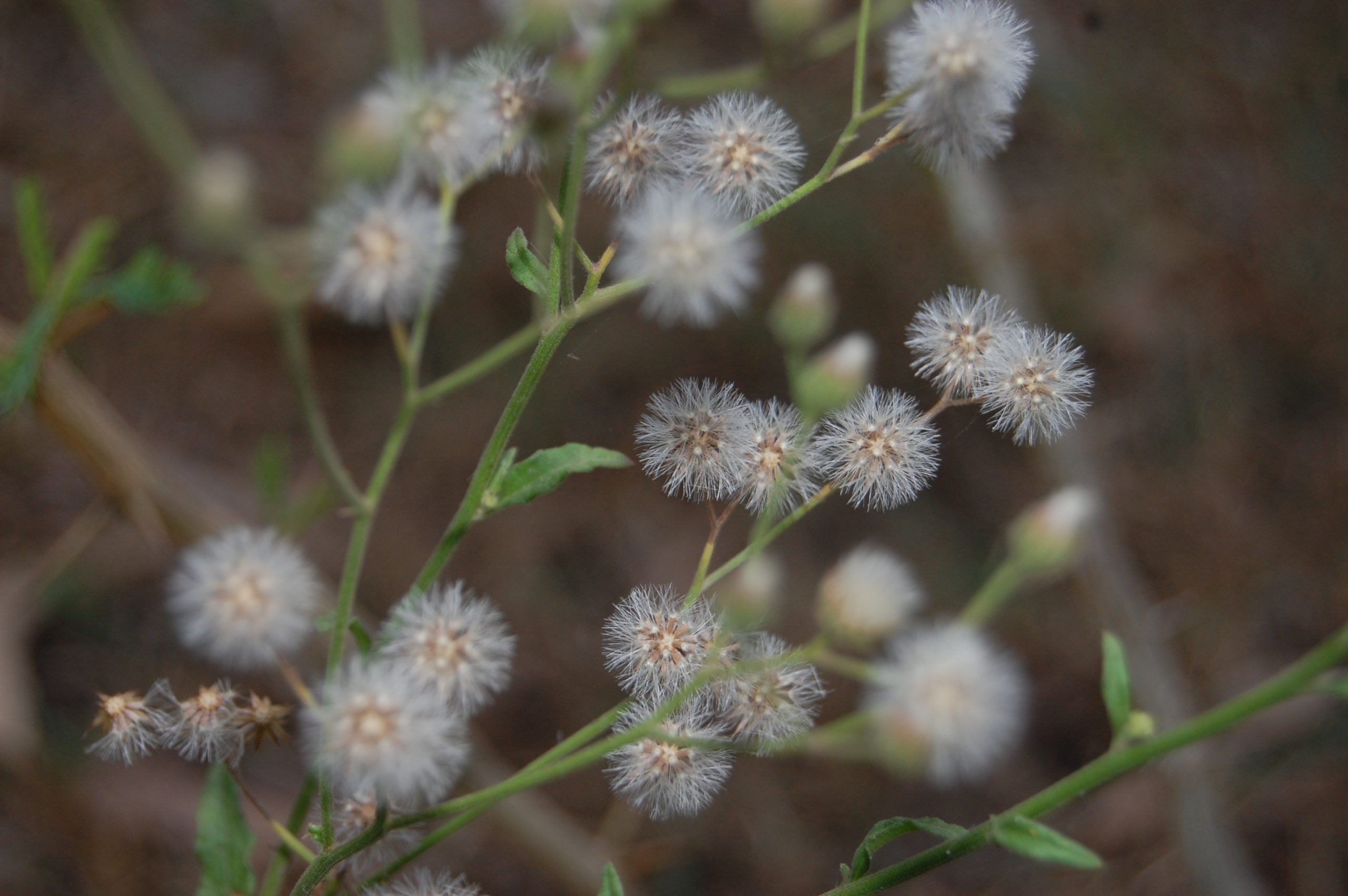 A flowering plant