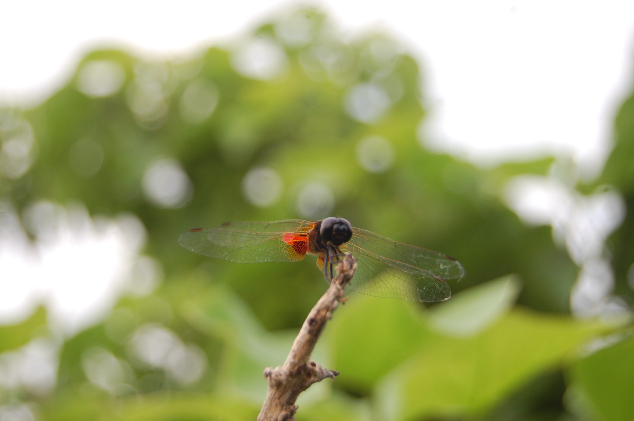 dragonfly on a twig