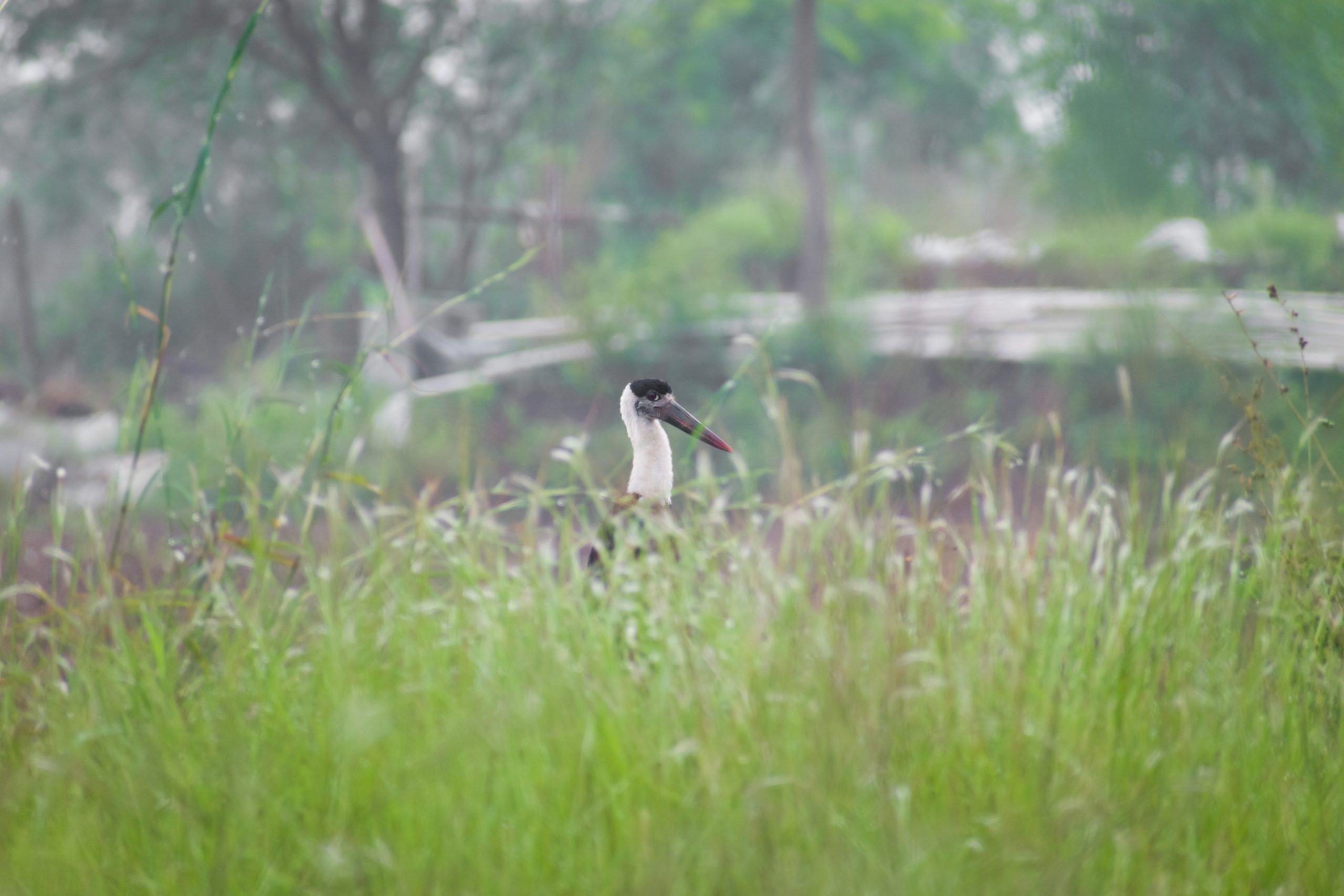 A wolly necked-stork
