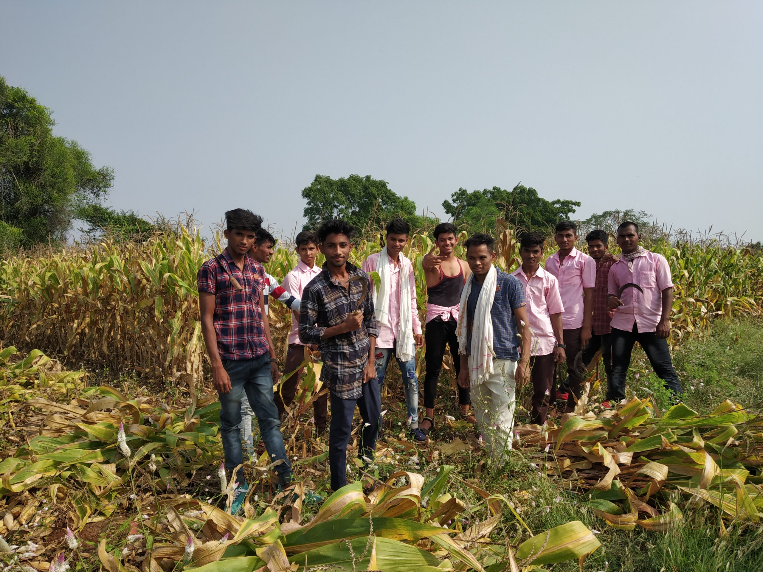 Young farmers in maize fields