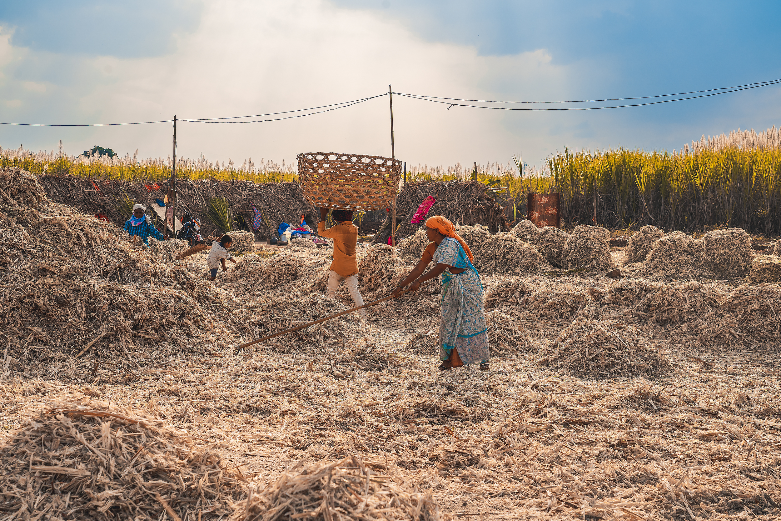 Workers working in farm