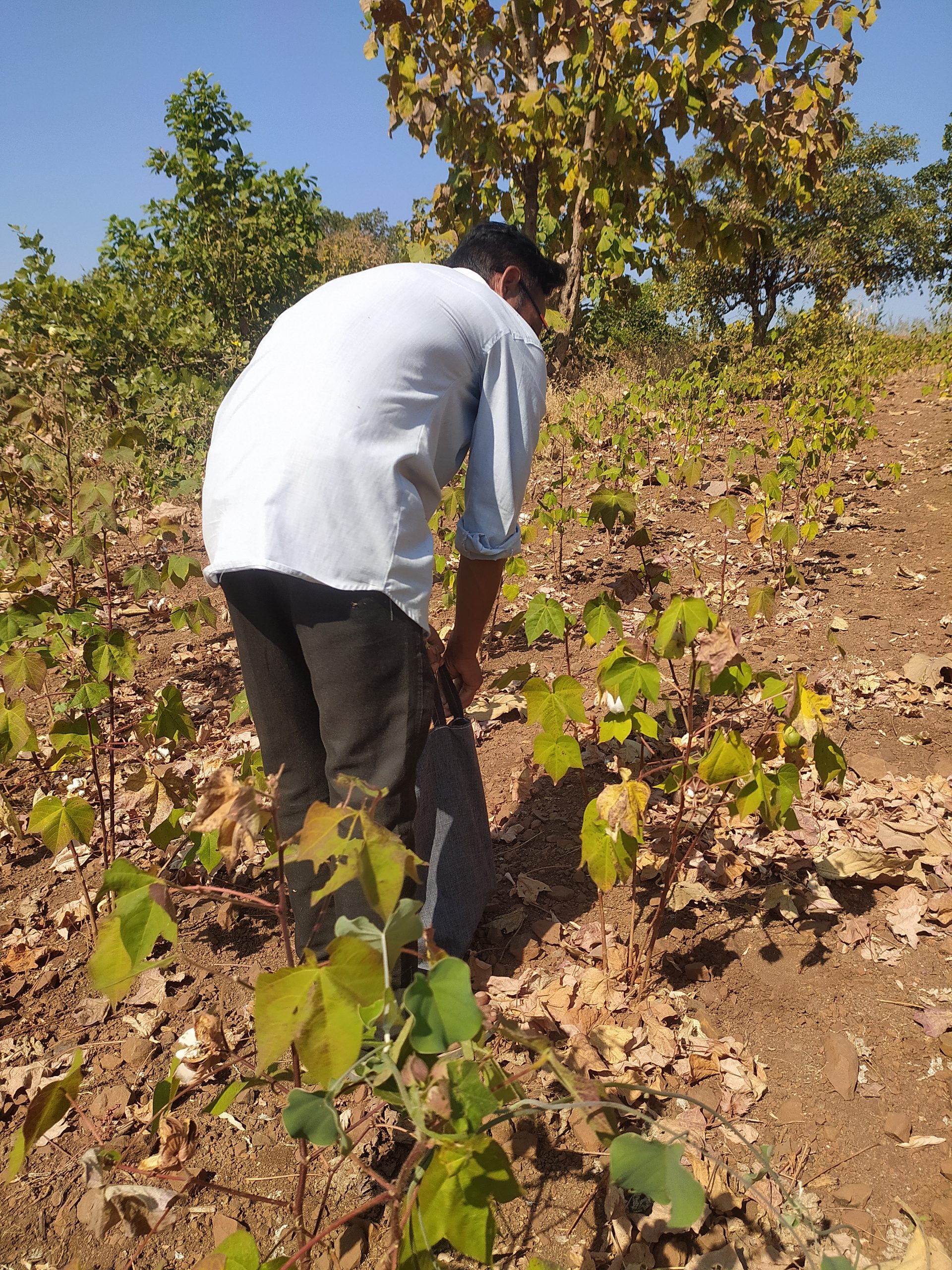 farmer working in the field