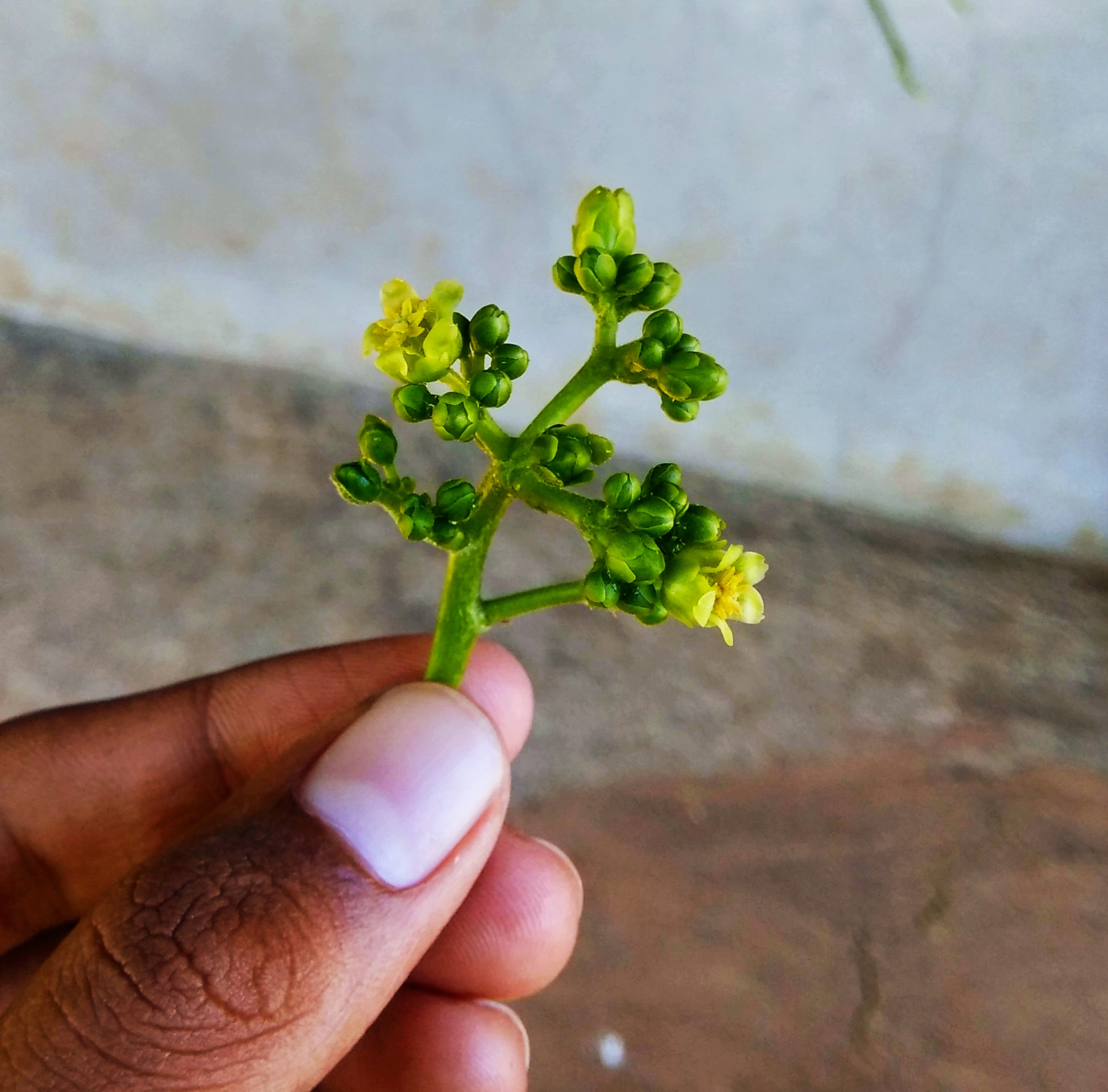 Yellow buds in hand