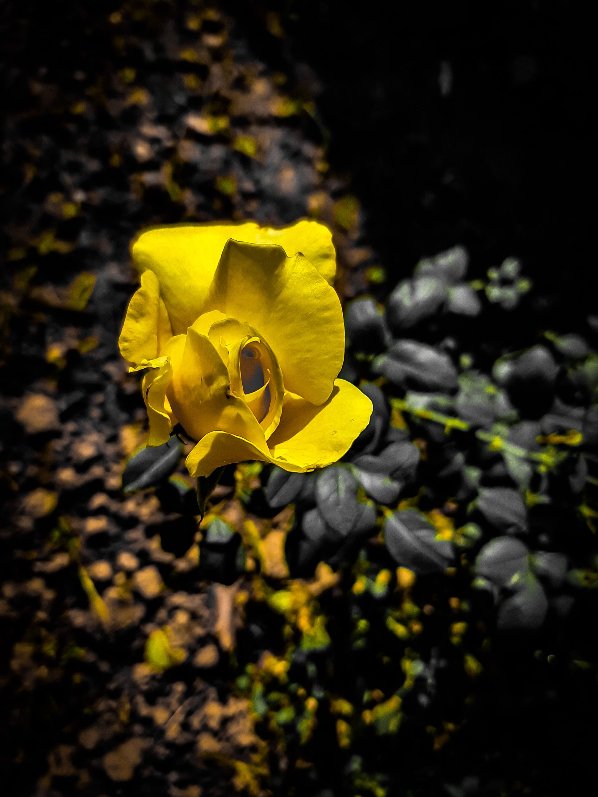 Yellow Flower in Forest