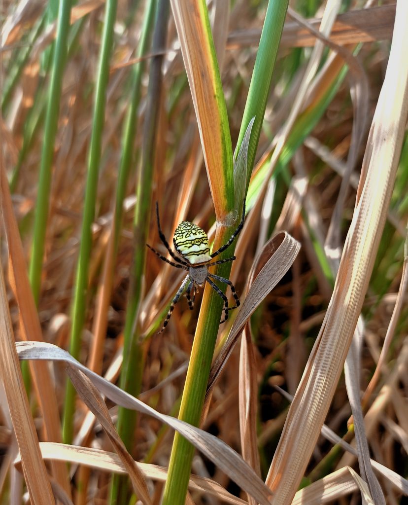 yellow garden spider new york