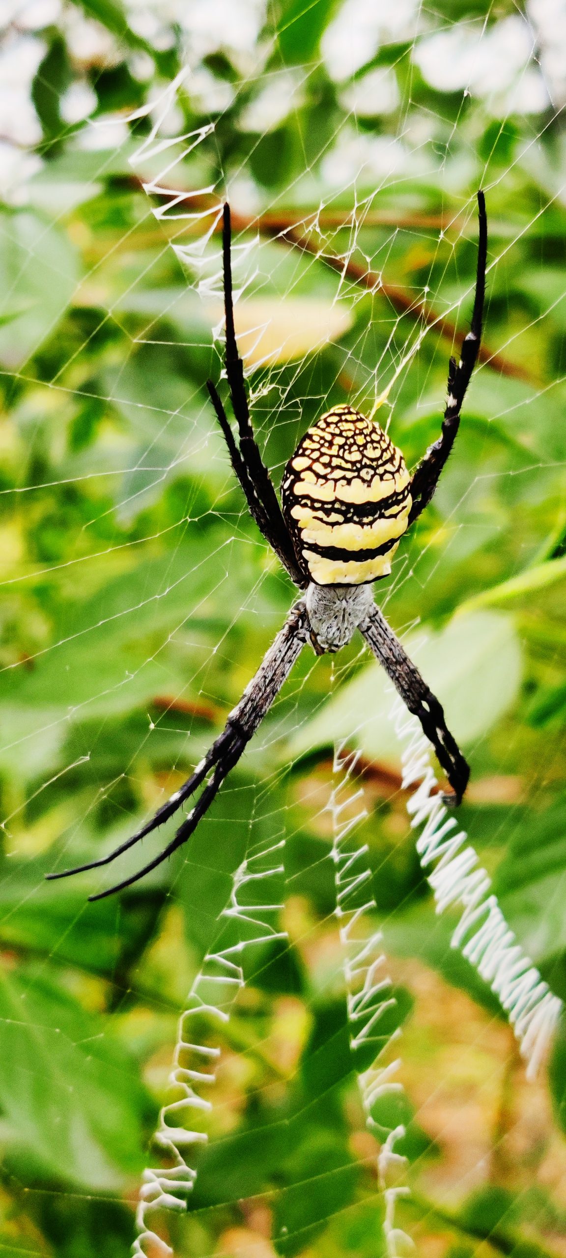 Yellow garden spider on its nest