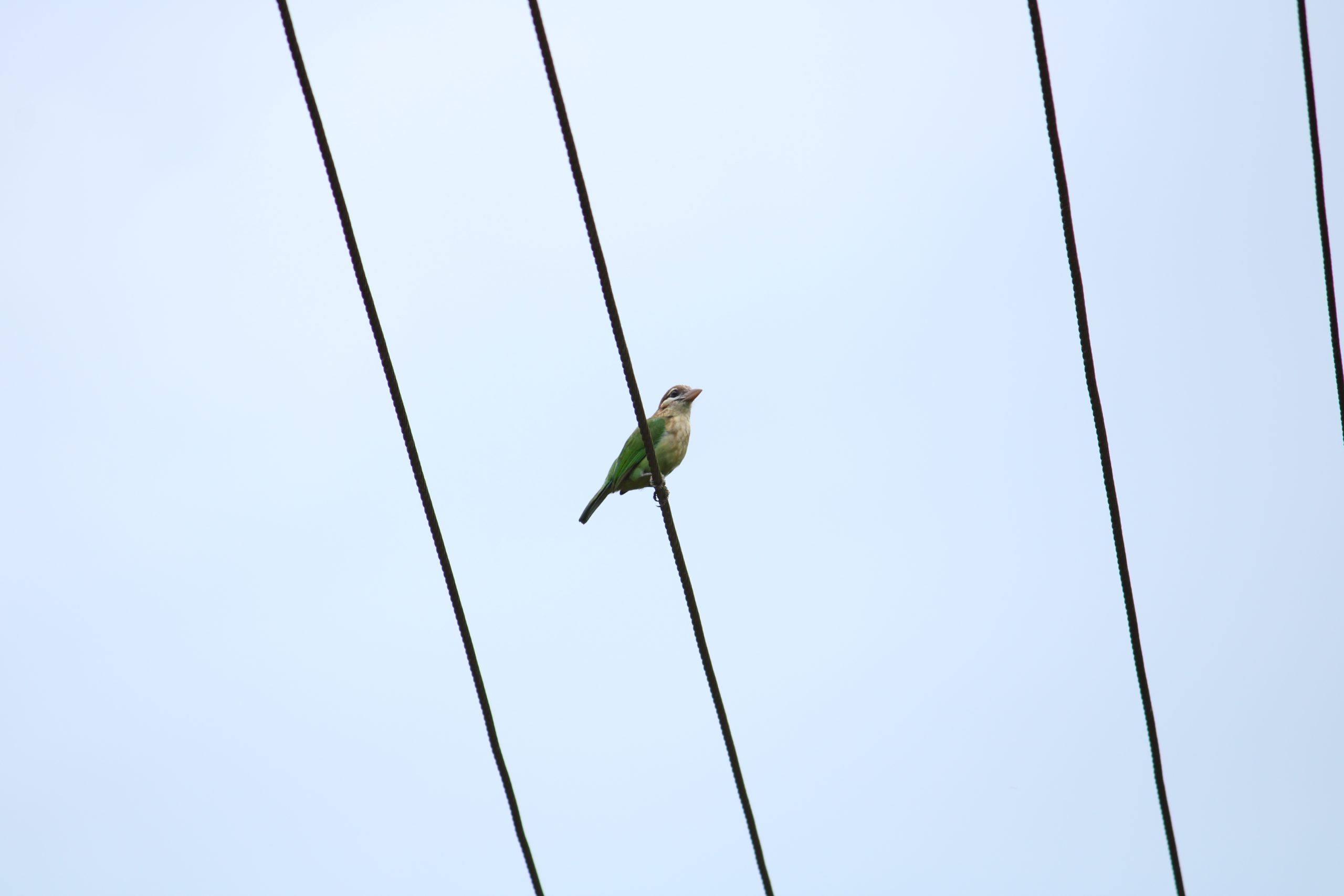 a bird on a wire