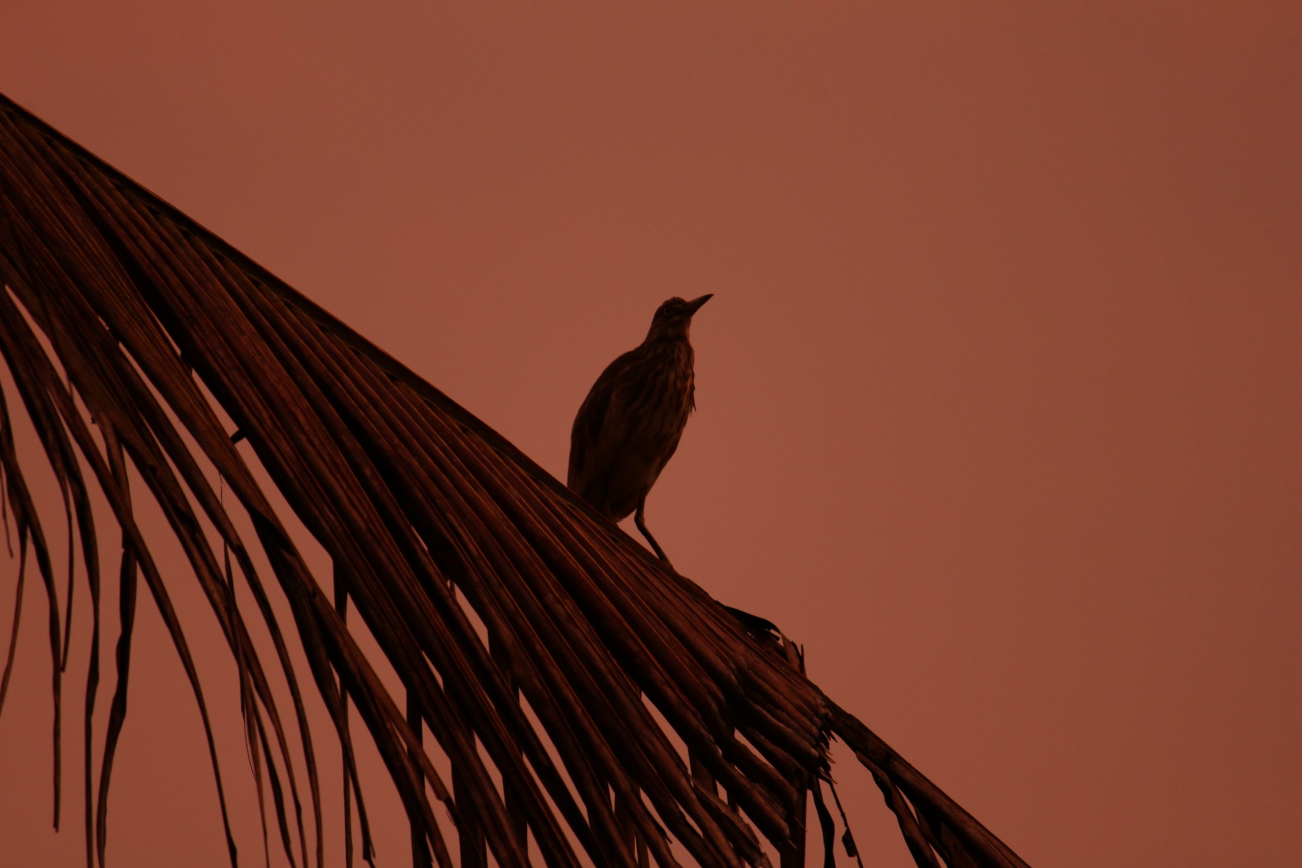 a bird on palm leaf