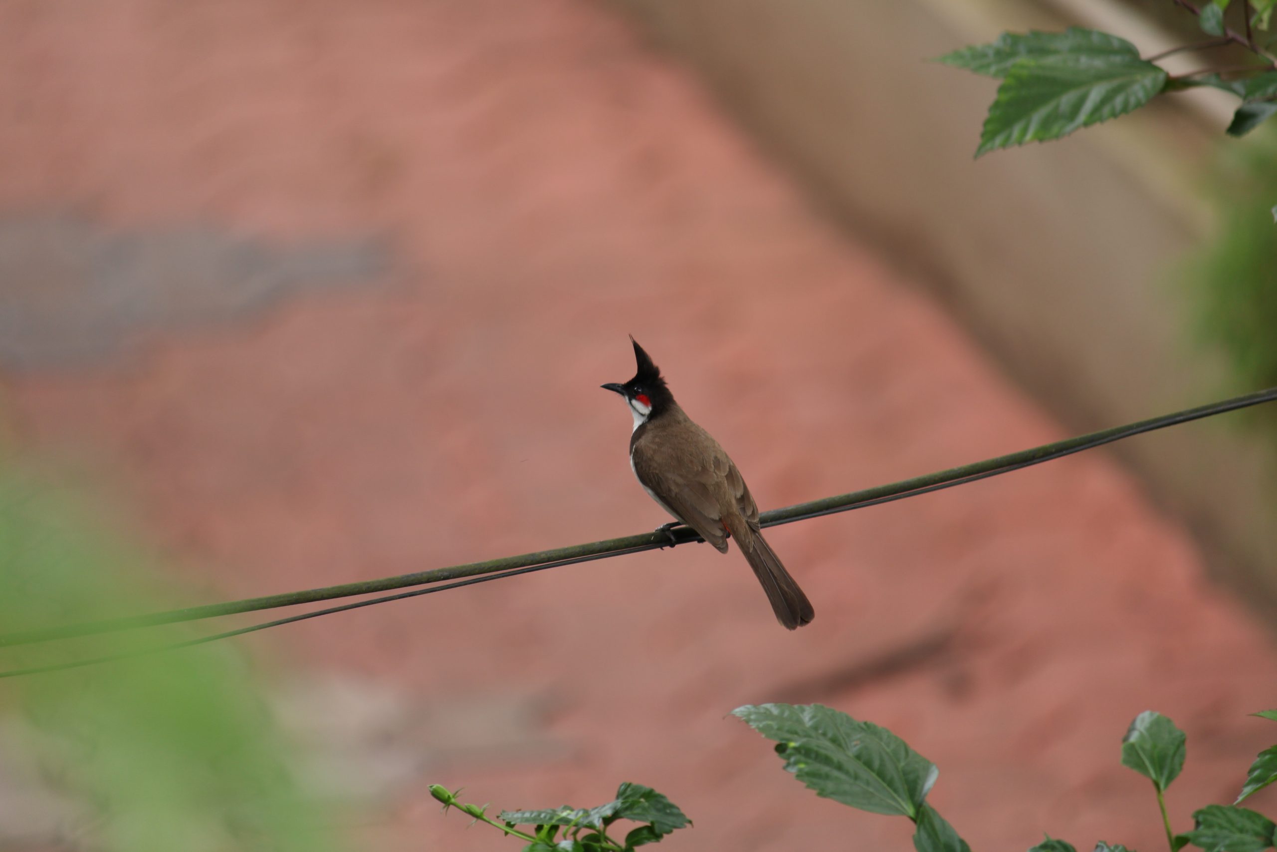 a bird sitting on wire