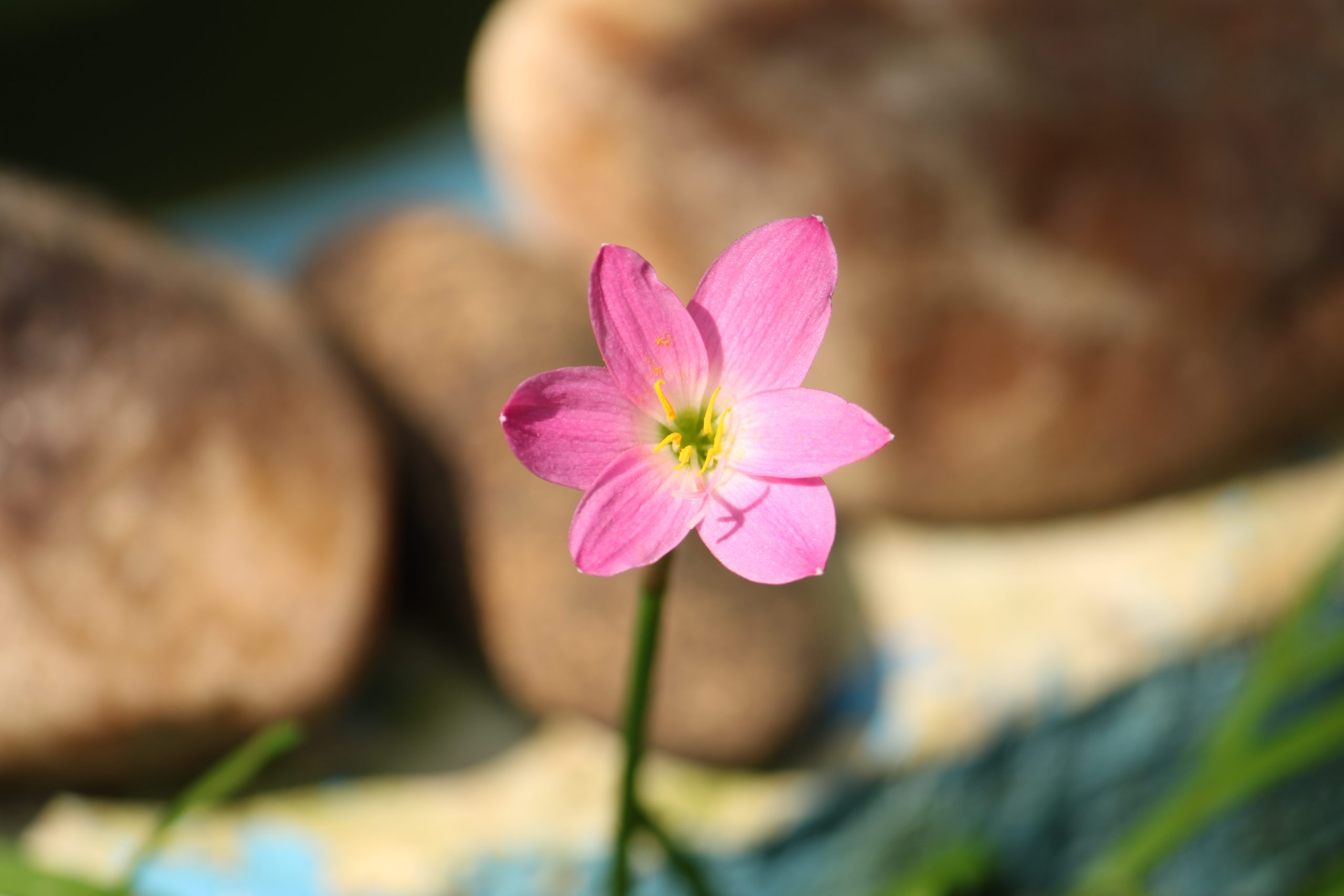 a blooming flower