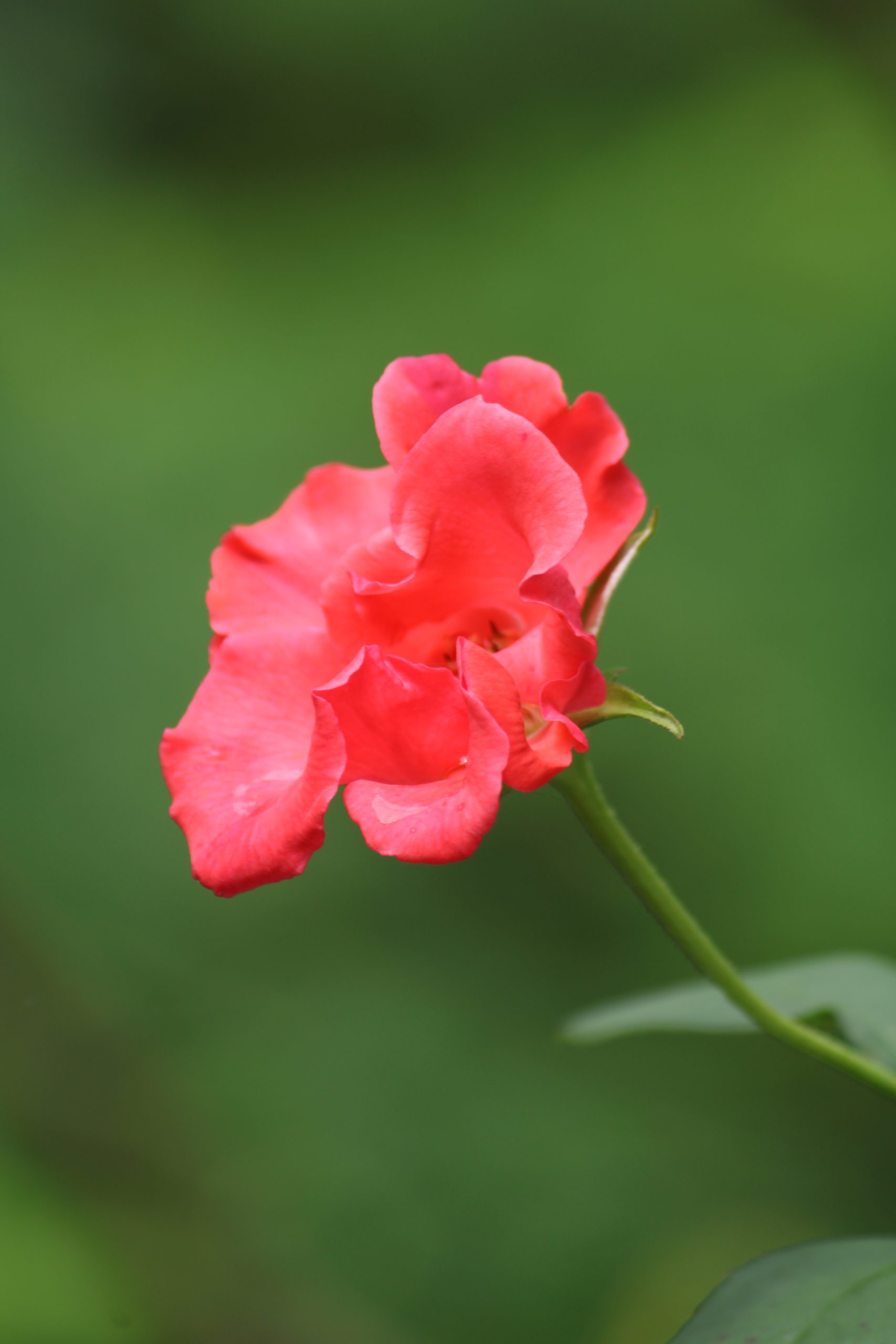 a blooming rose