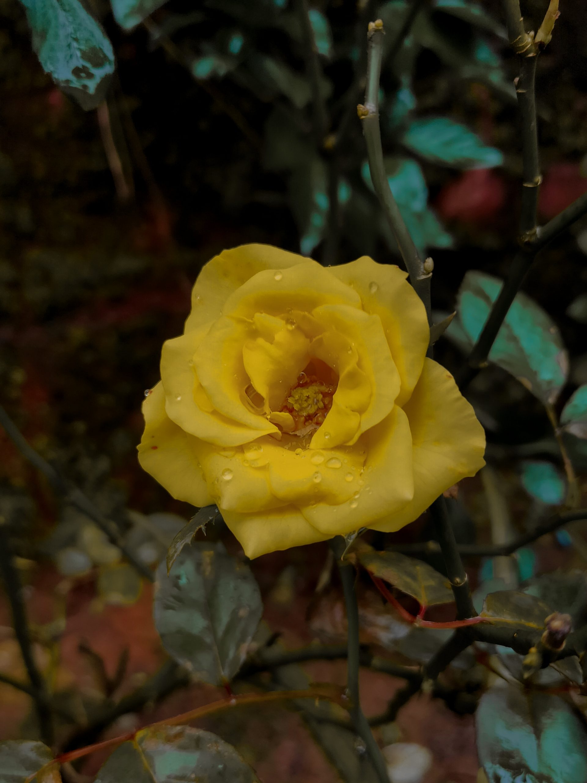 a blooming yellow rose