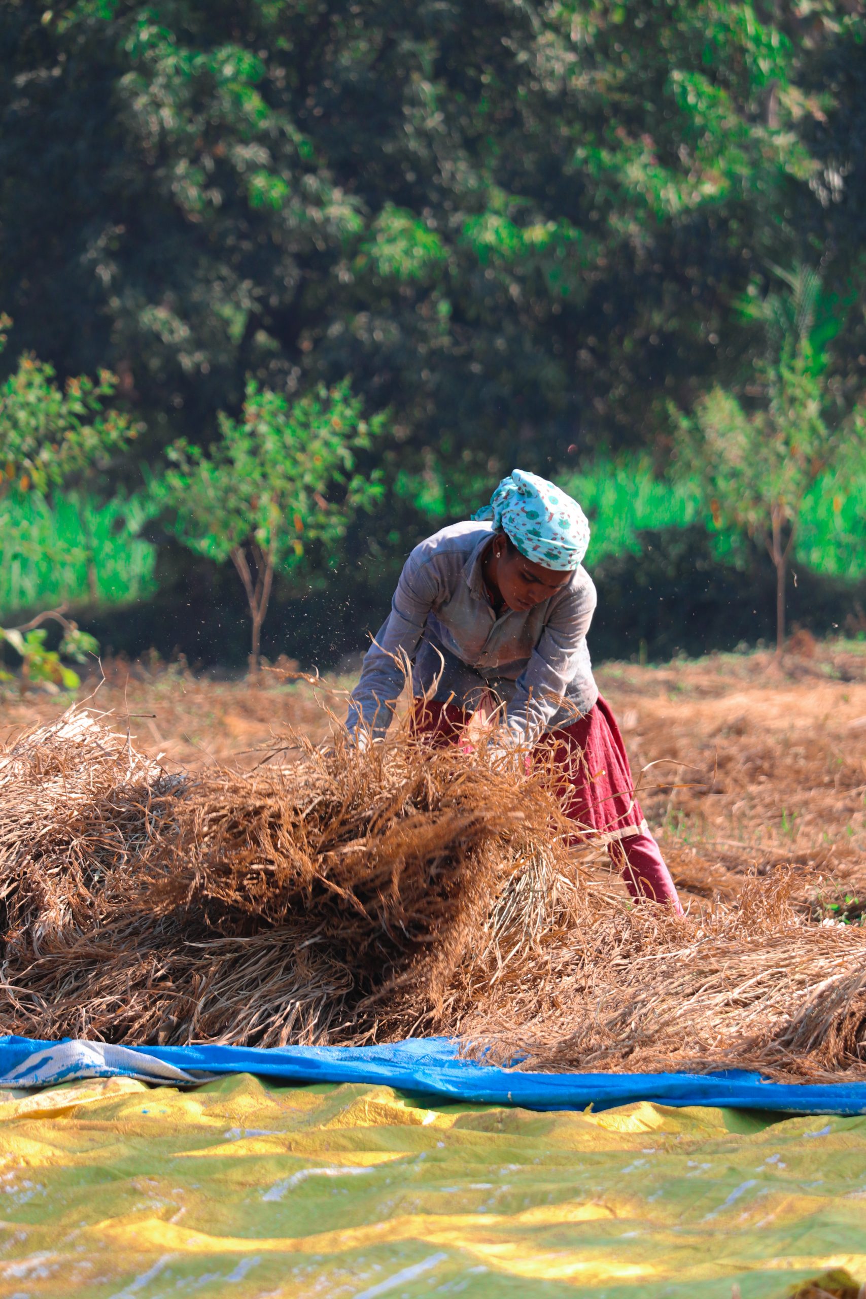 a farmer in a farm - PixaHive