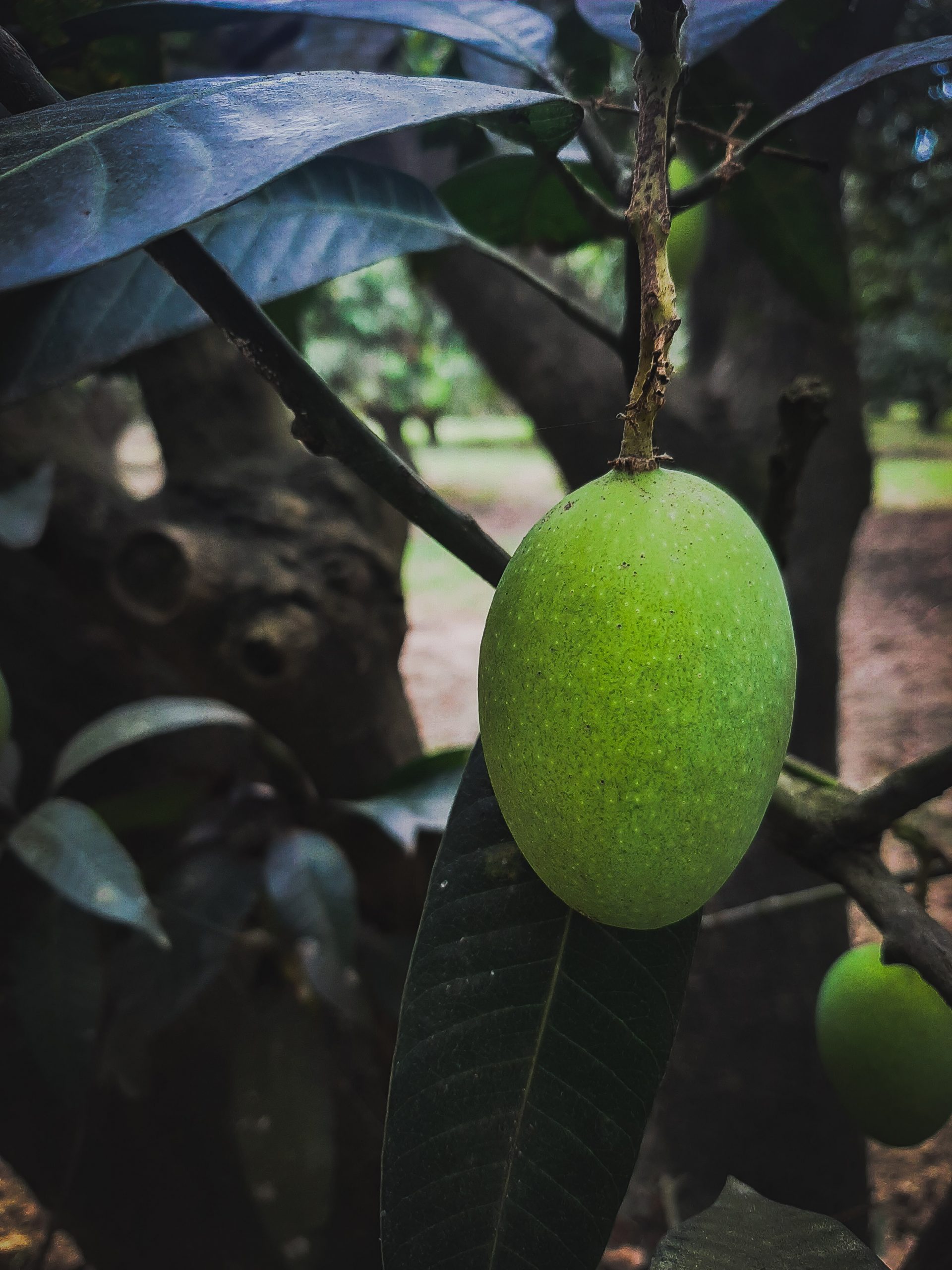 a mango on a tree
