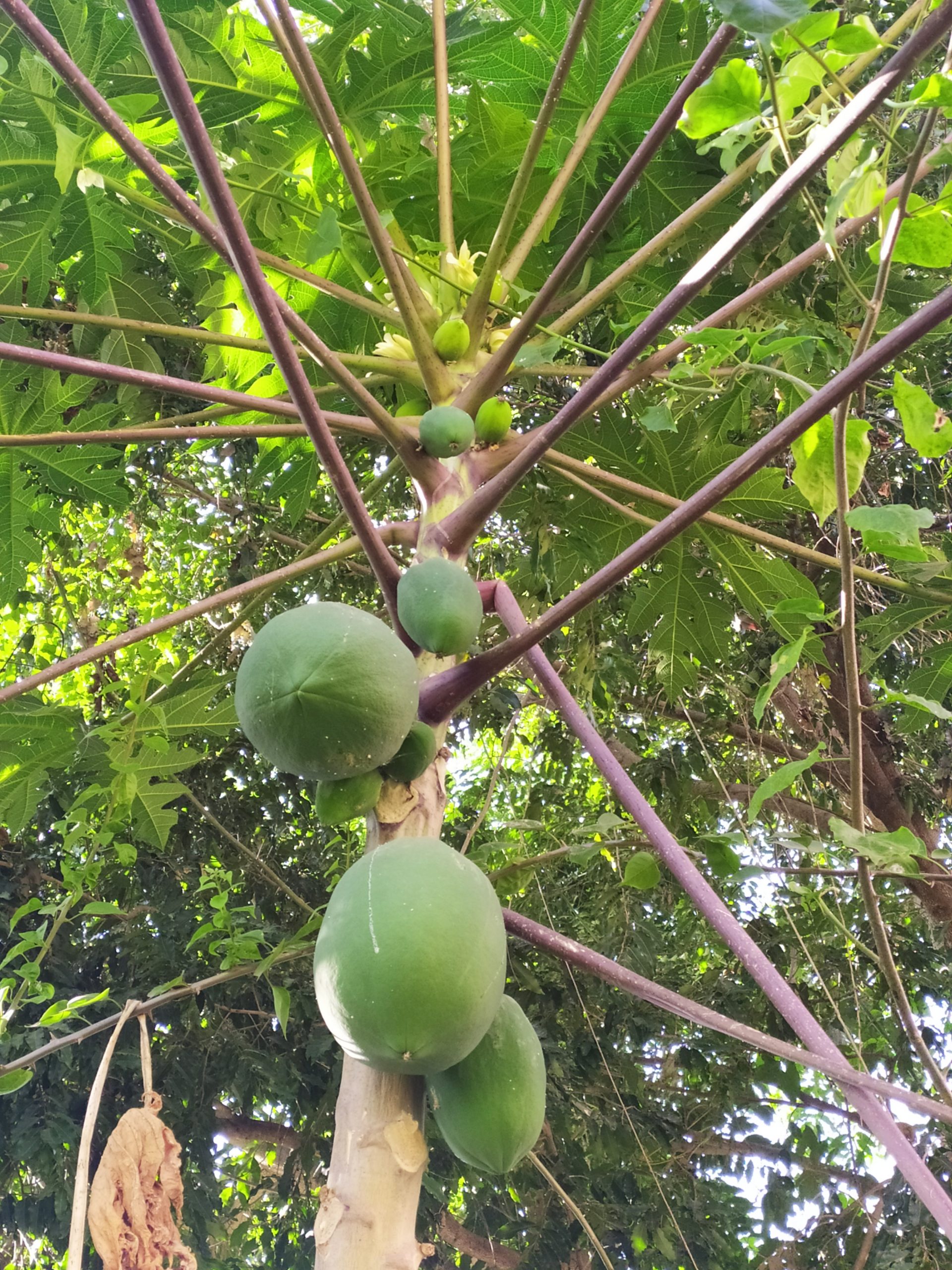 a papaya tree