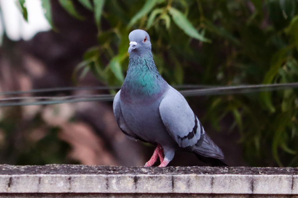 a sitting pigeon PixaHive