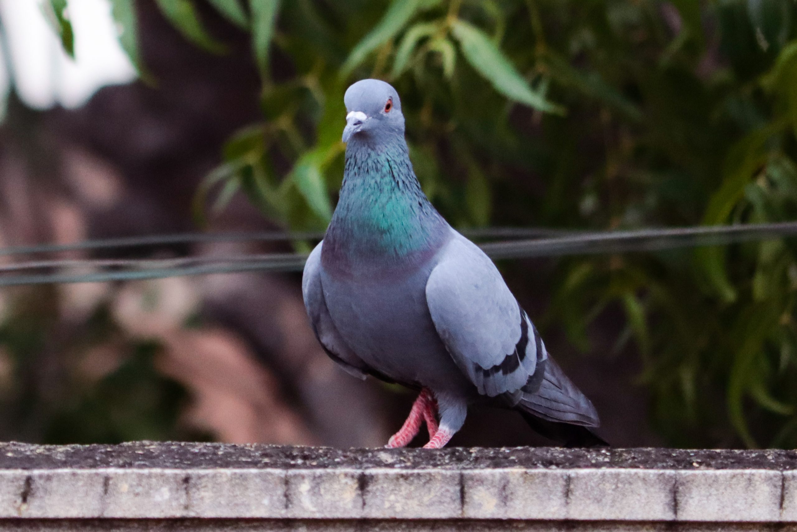 a sitting pigeon