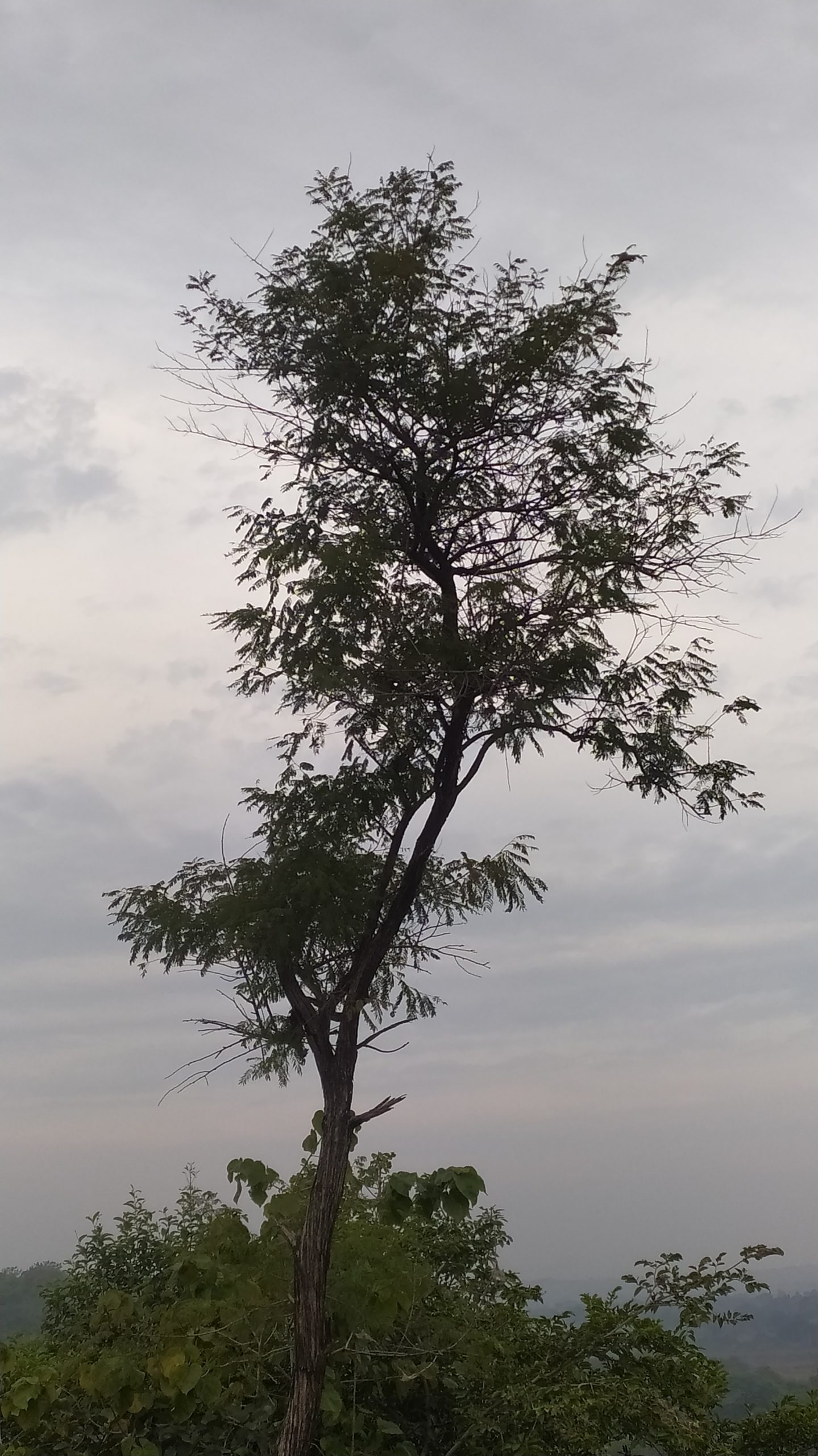 a standing tree