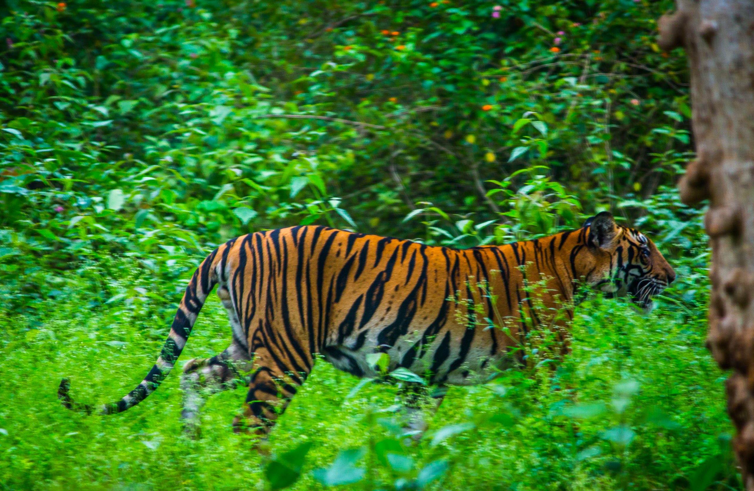 a walking tiger