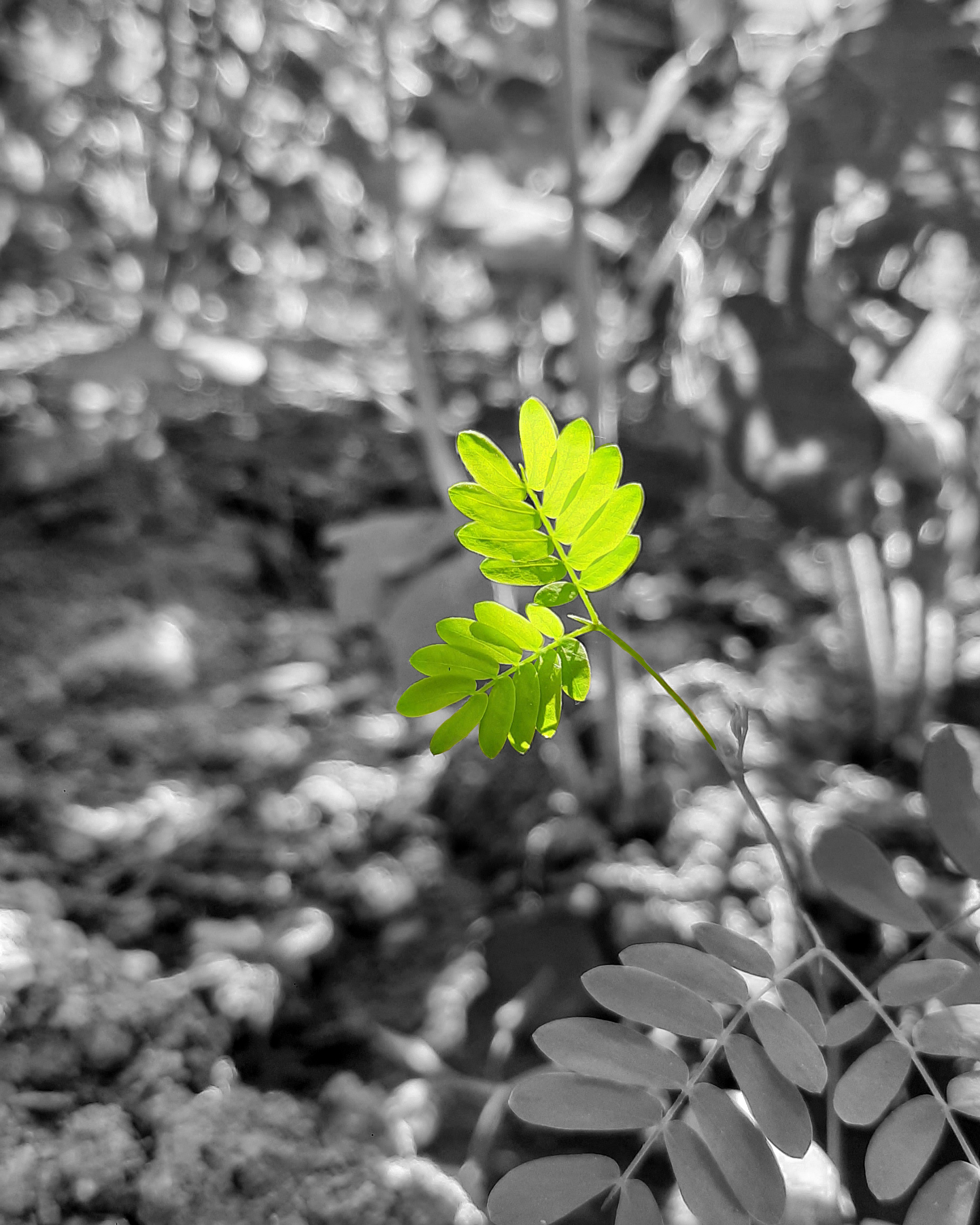 leaves of a plant