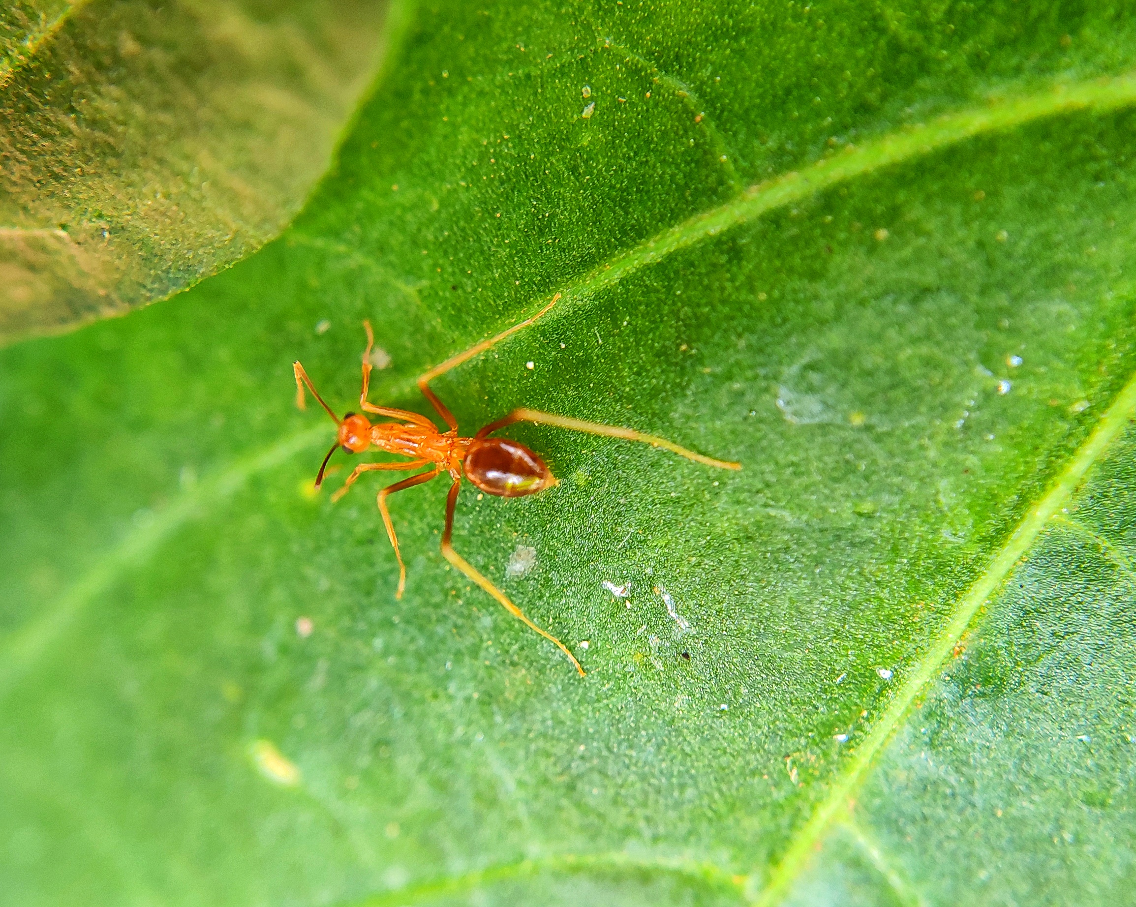 ant walking on leaf