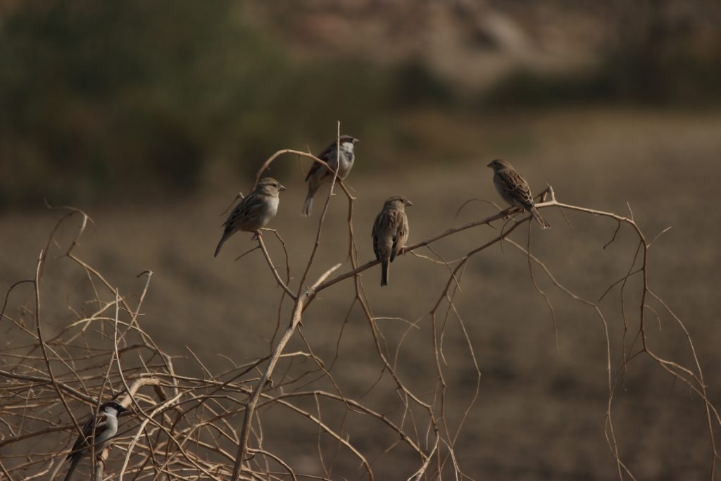 birds on branches of a tree Free Image by Studio Art Smile on