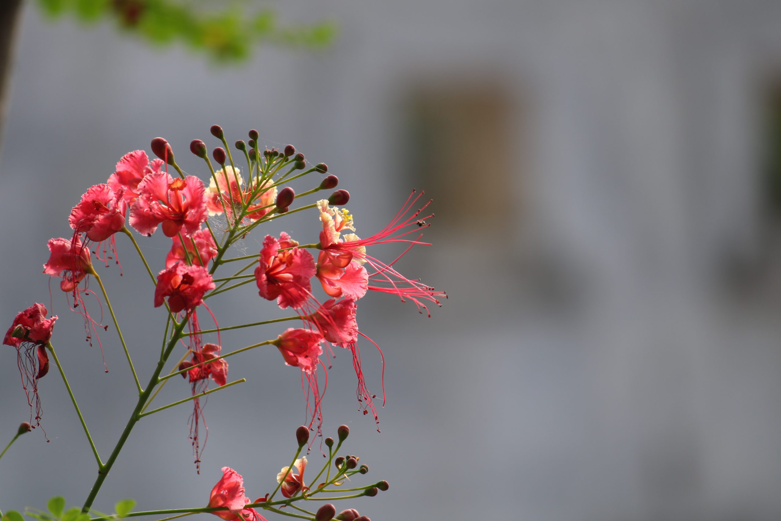 blooming wildflowers