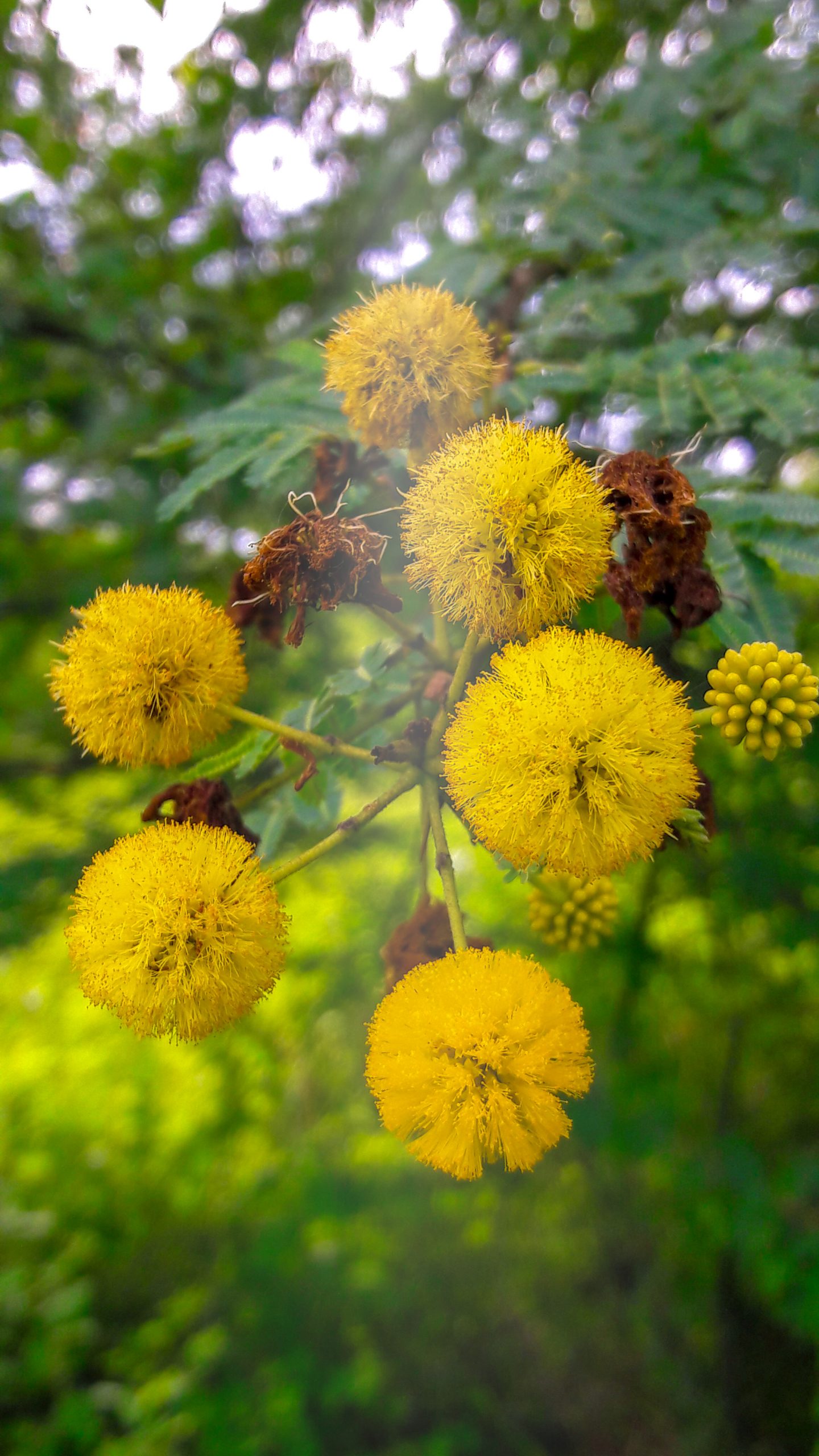 blooming yellow flowers