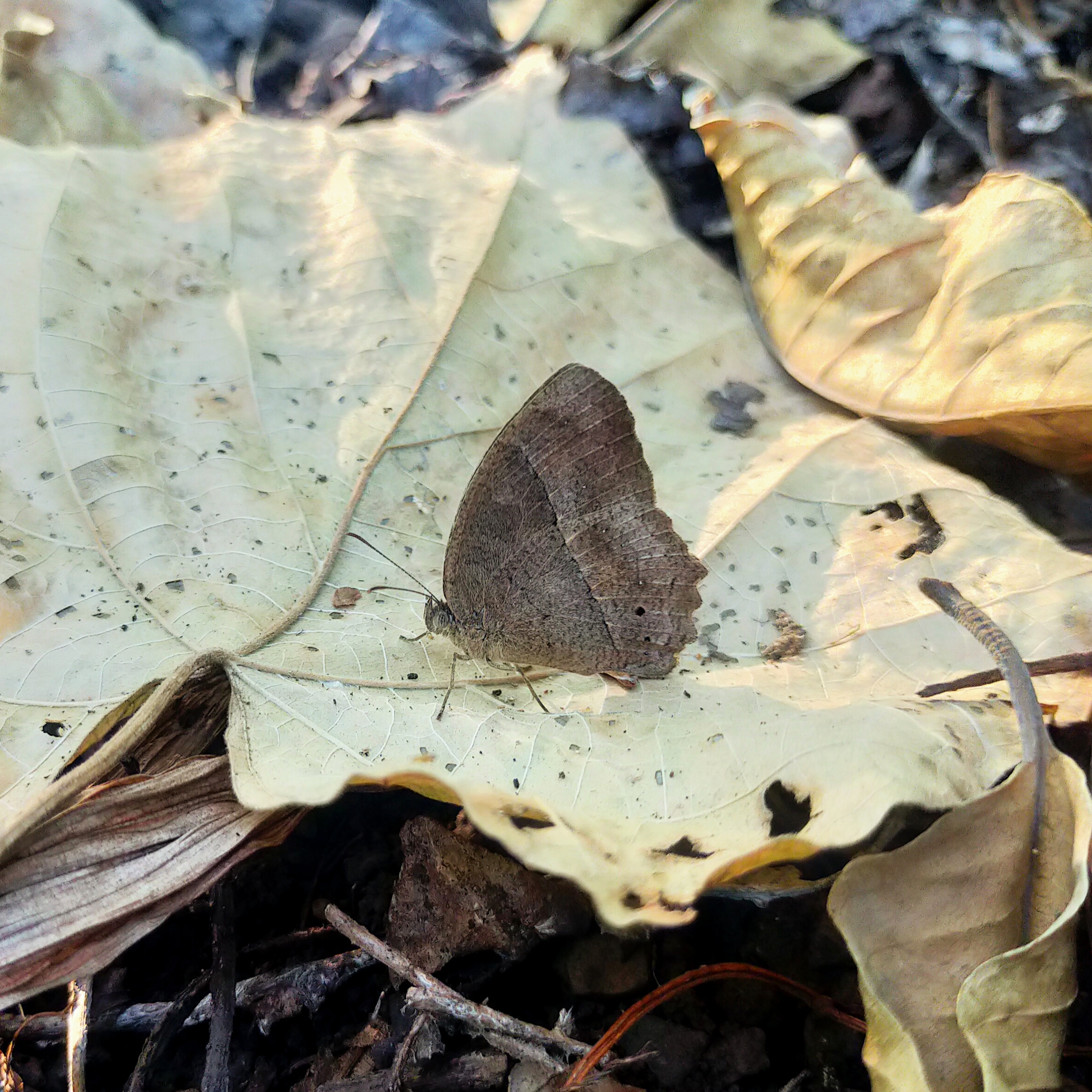 butterfly on a dry leaf