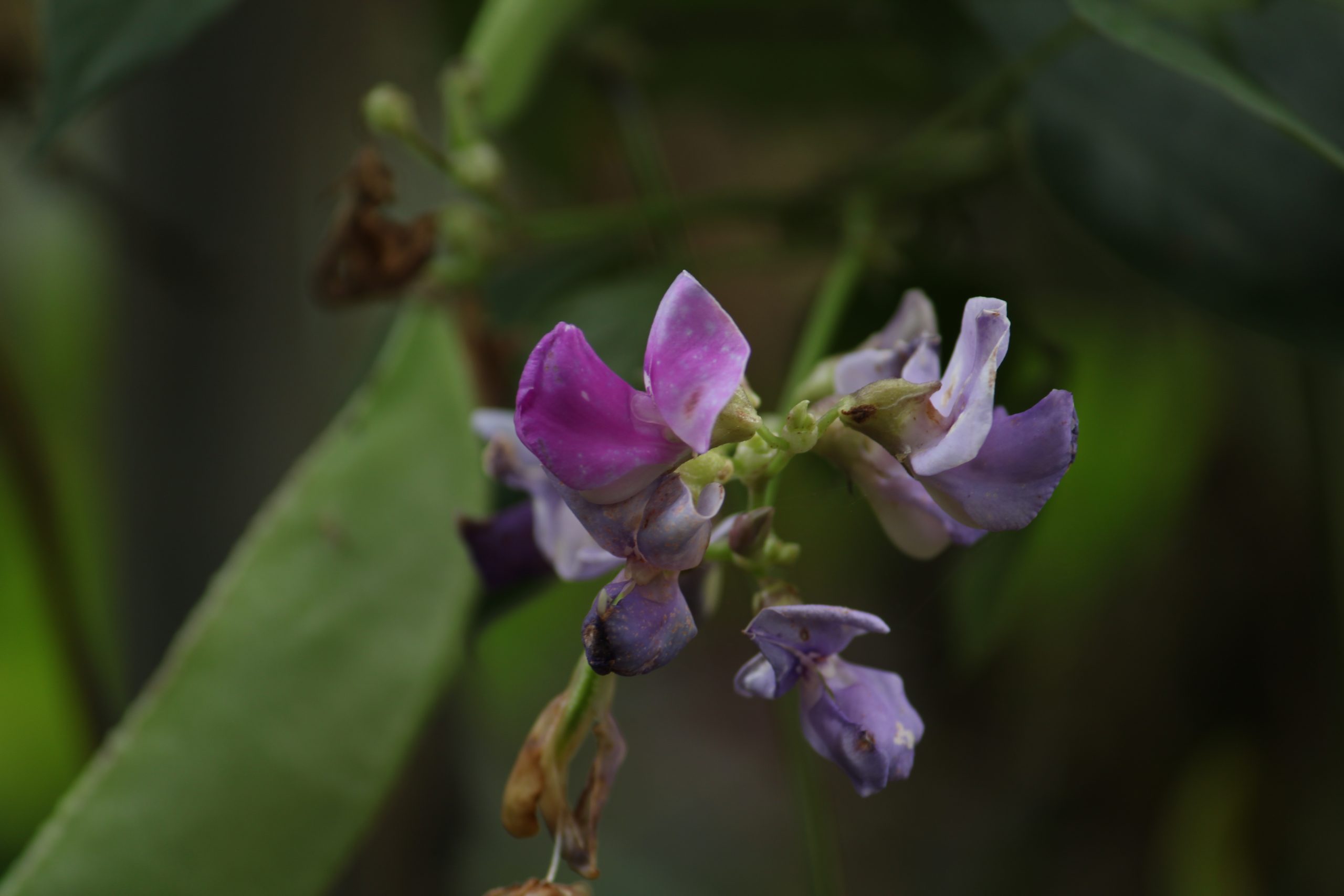 close-up of a blooming flower