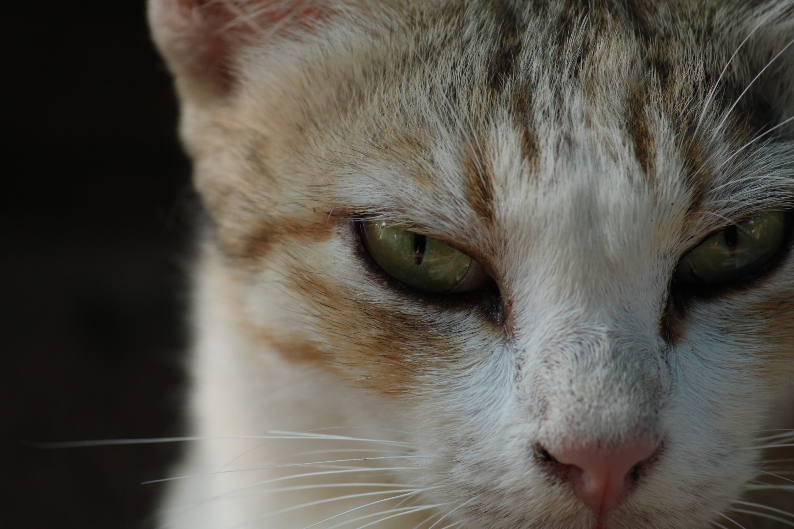 close-up of a cat