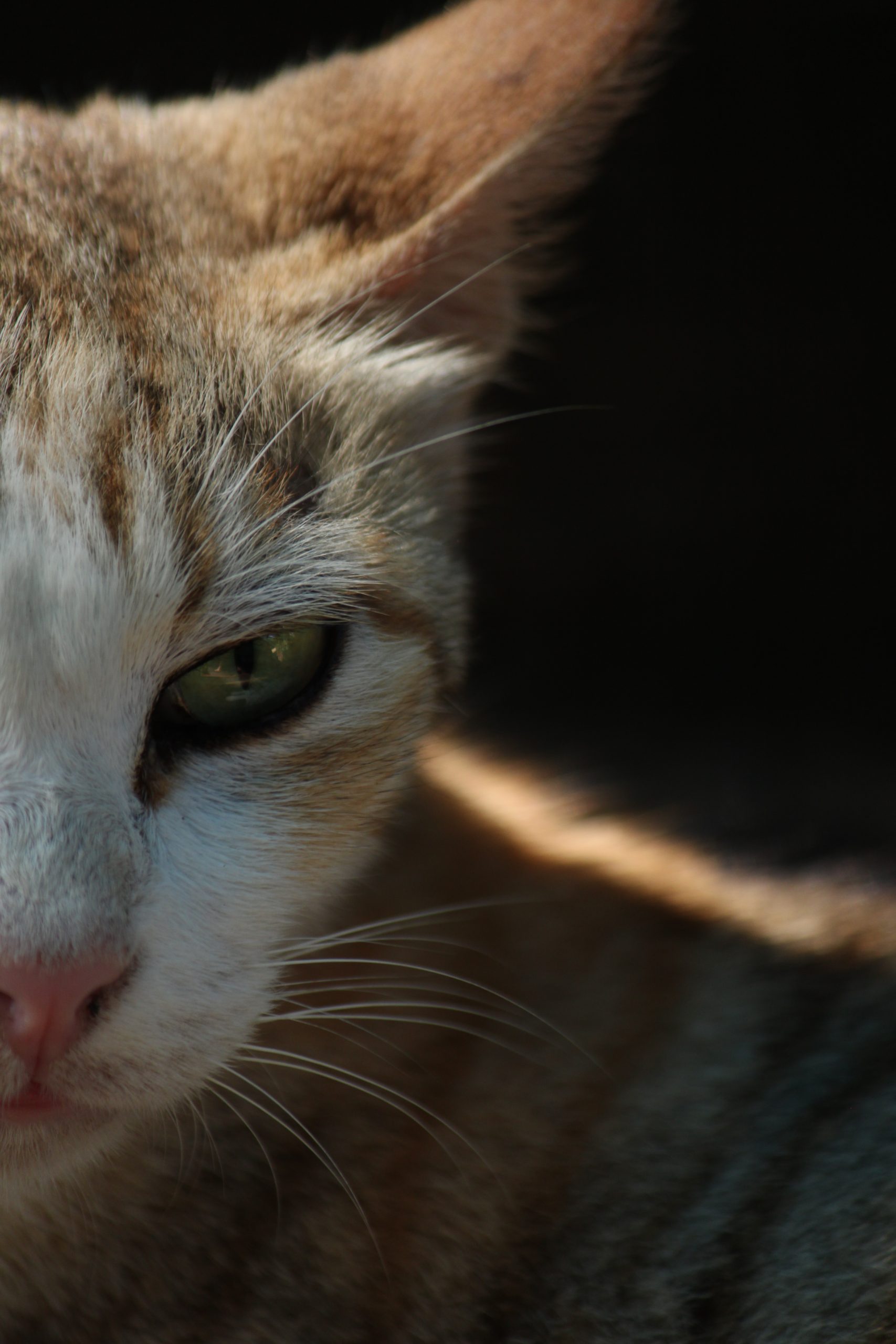 close-up of a cat