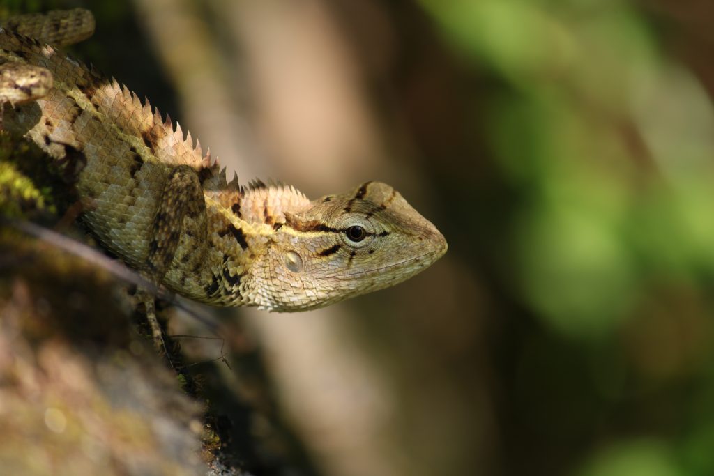 close-up of a chameleon - PixaHive