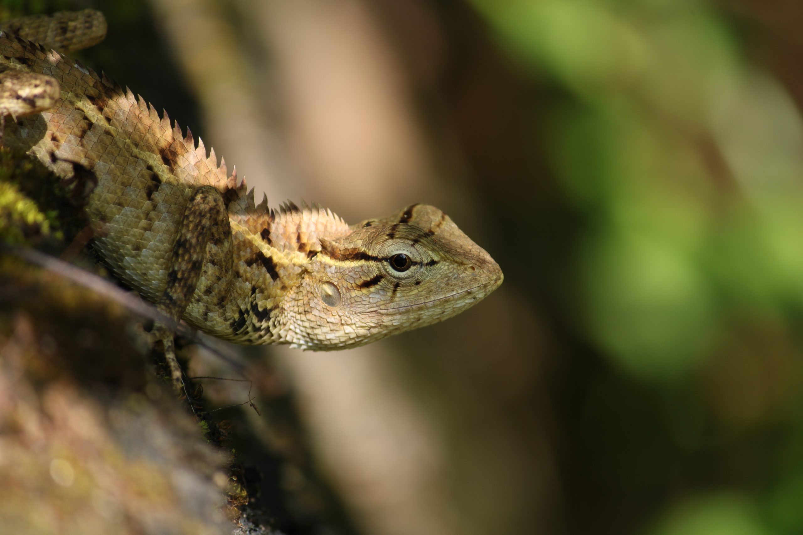 close-up of a chameleon
