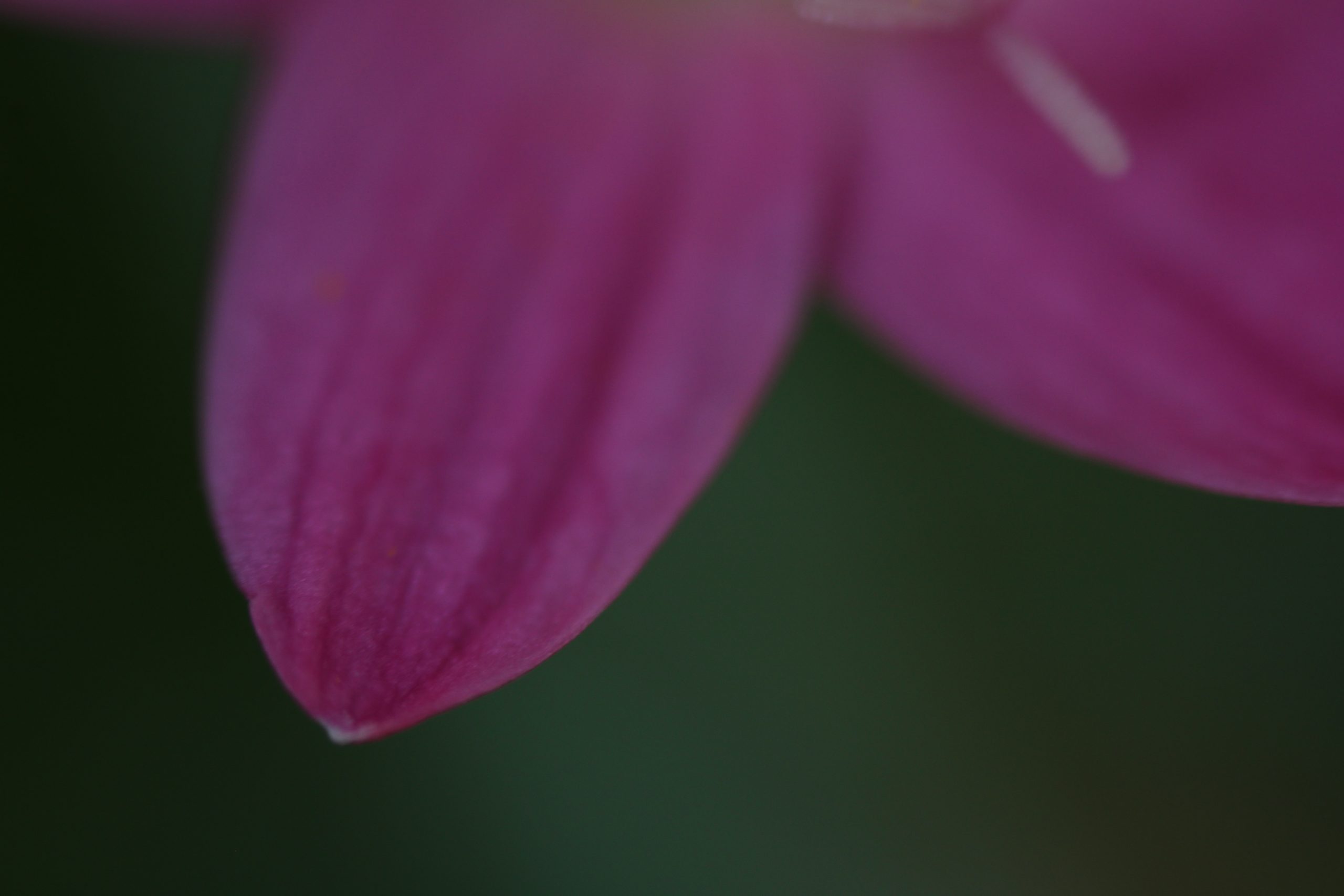 close-up of a flower petal