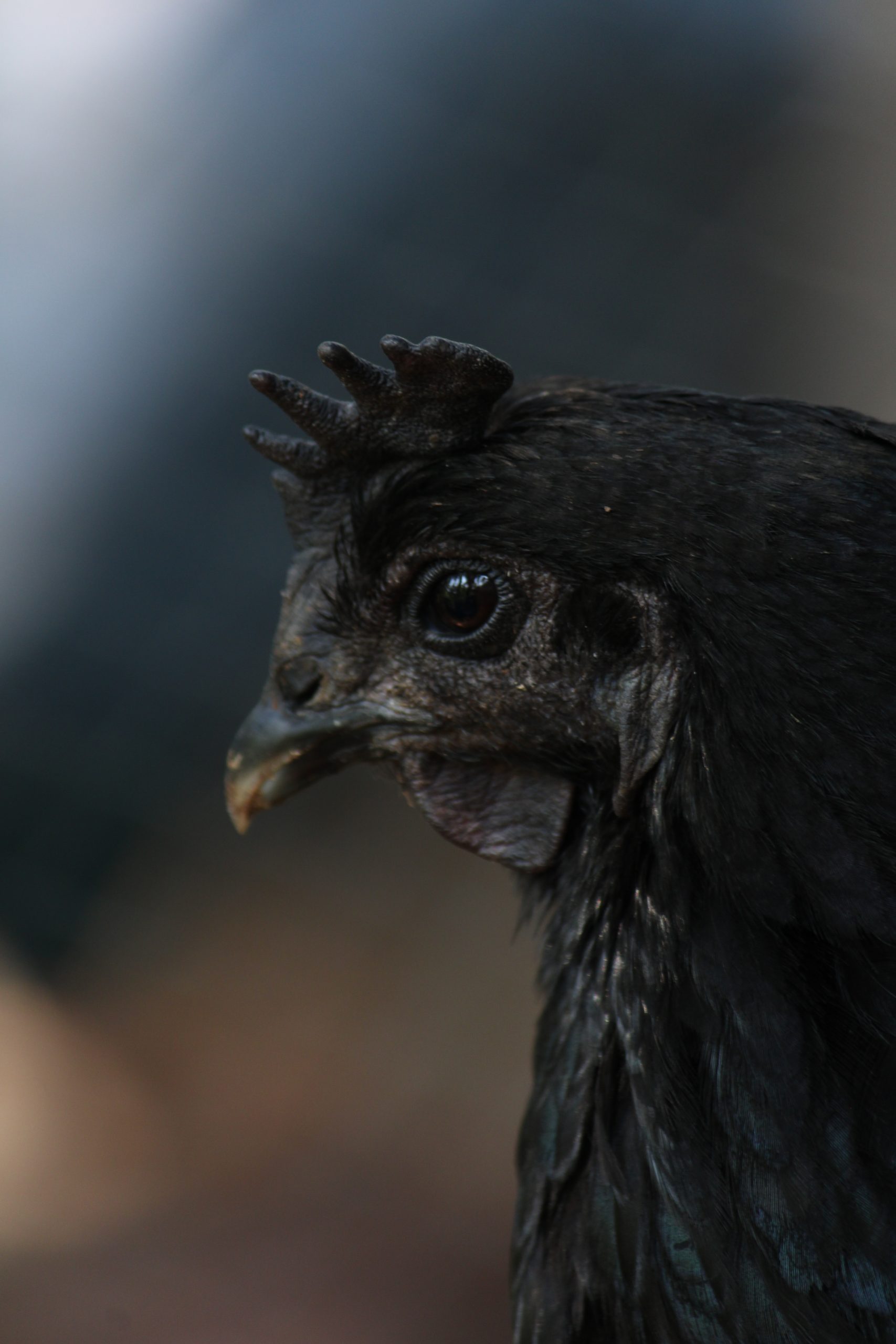 close-up of a hen