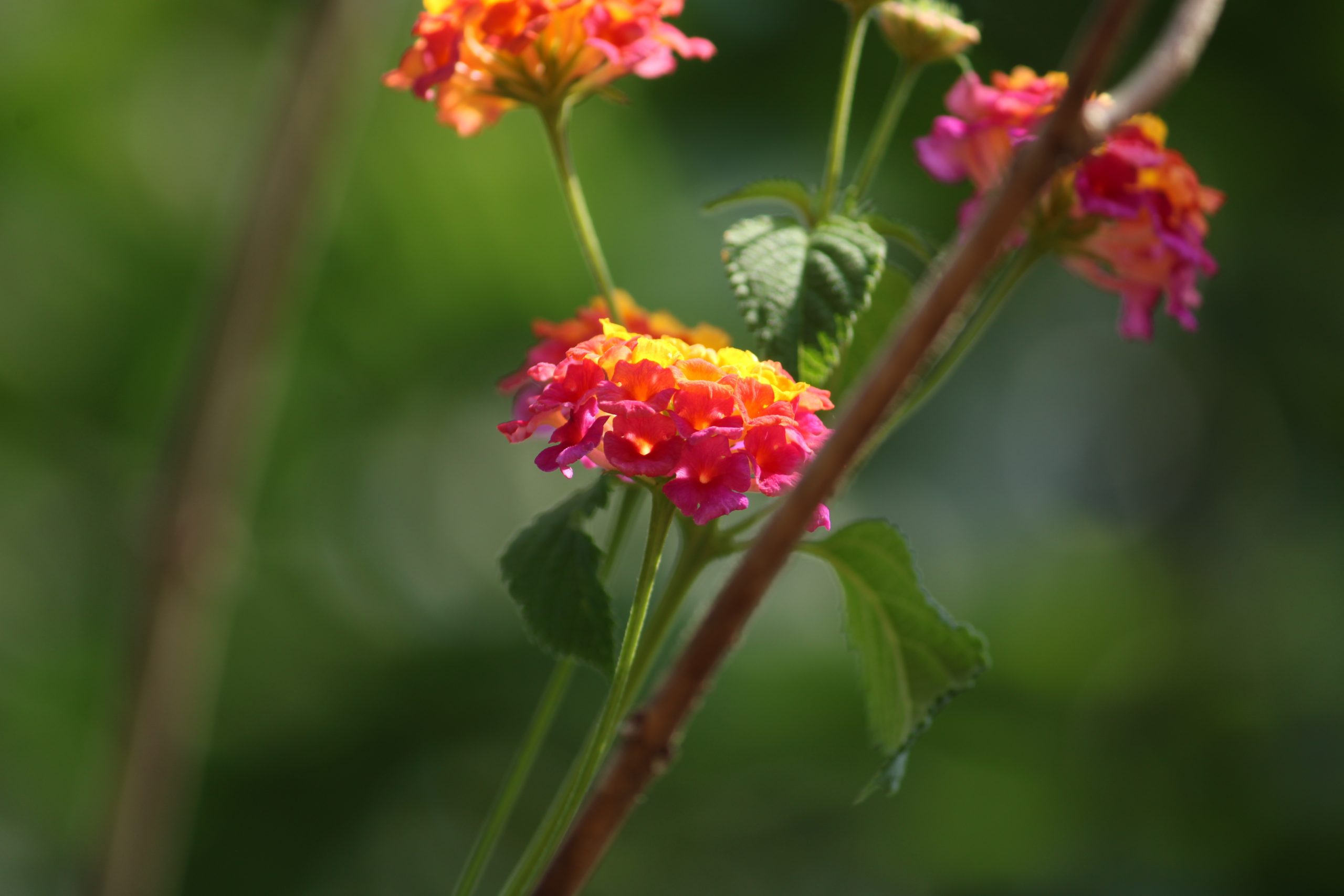 close-up of a wildflower