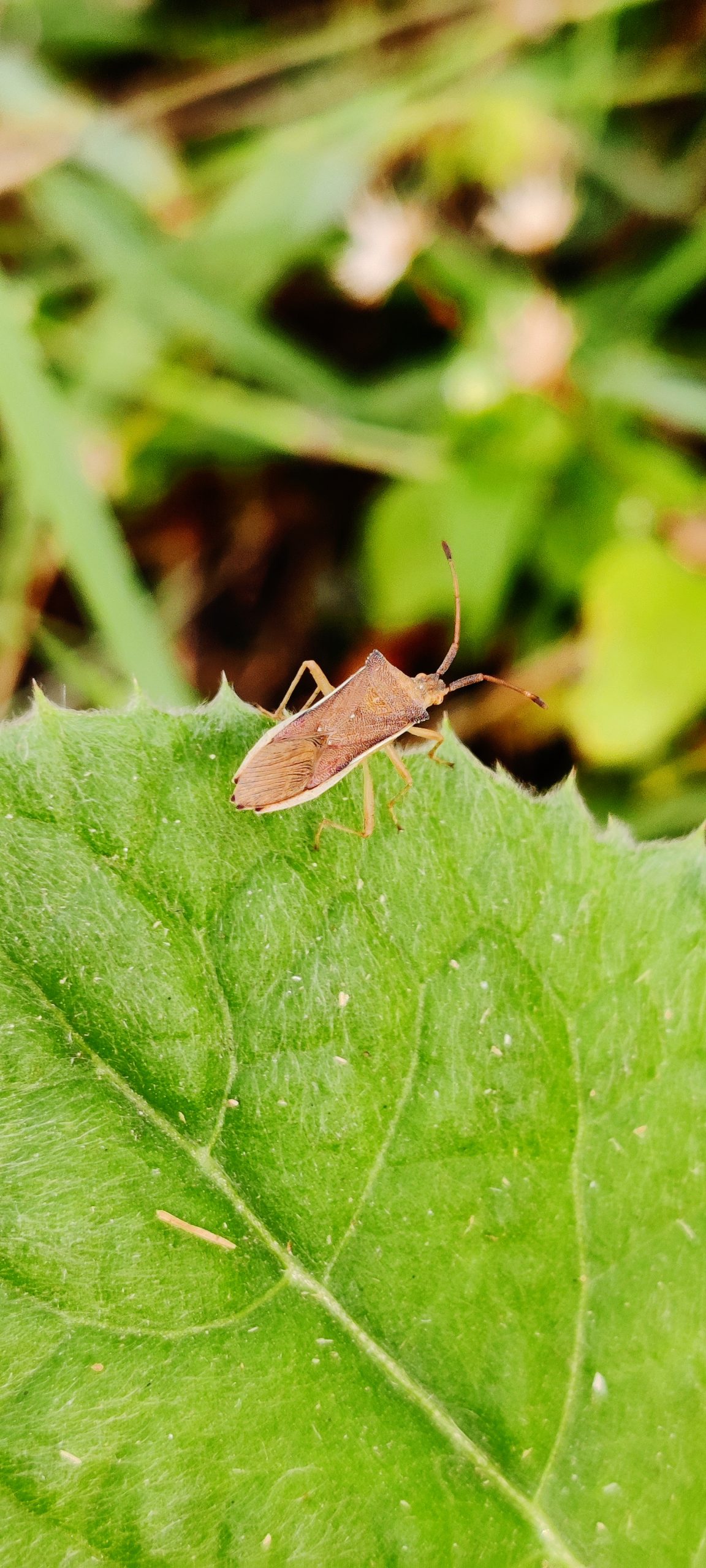 close-up of an insect