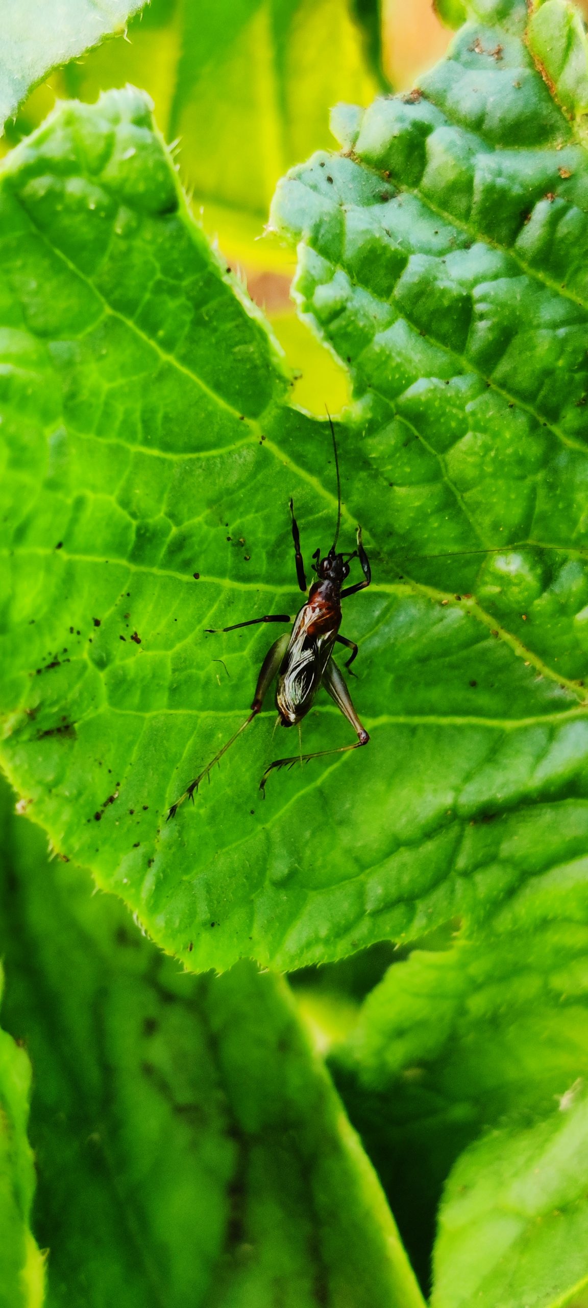 close-up of an insect