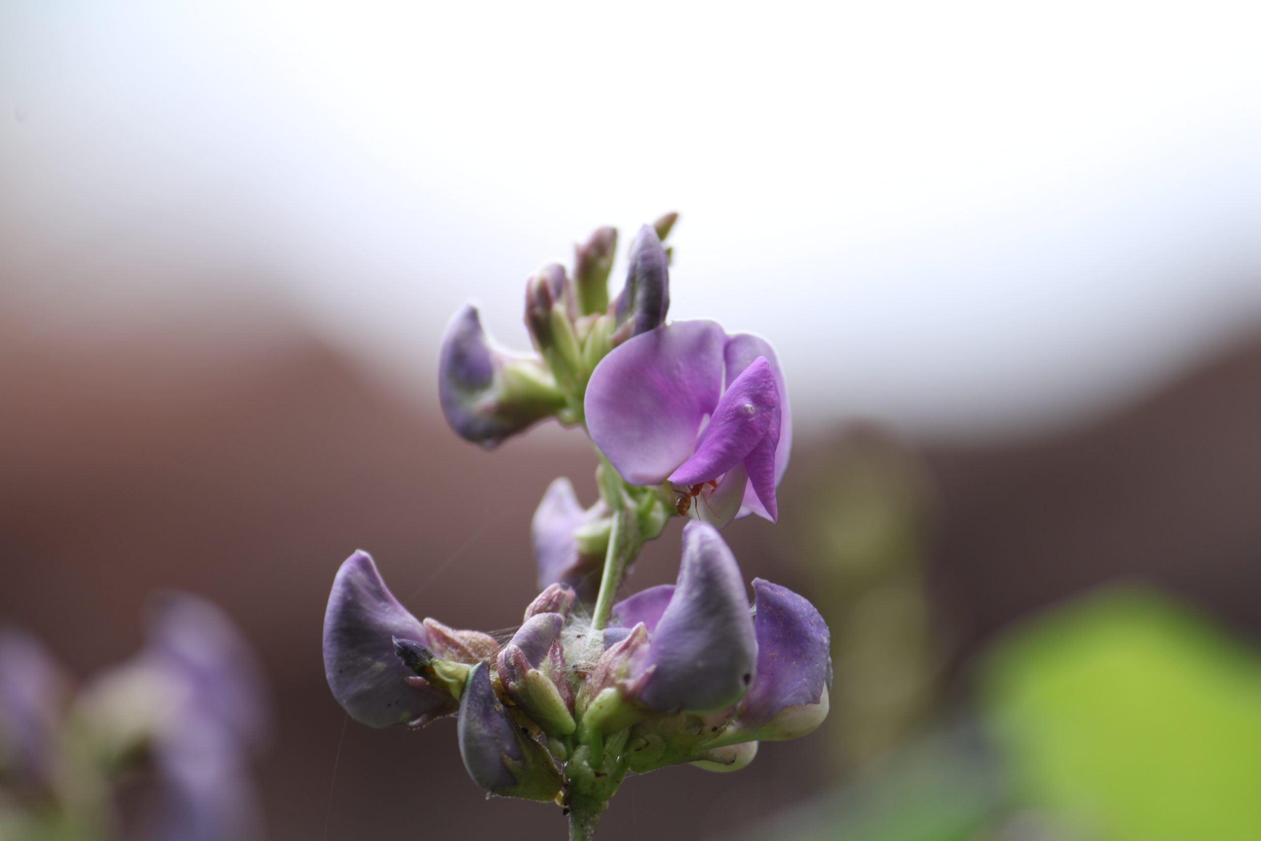 close-up of flower