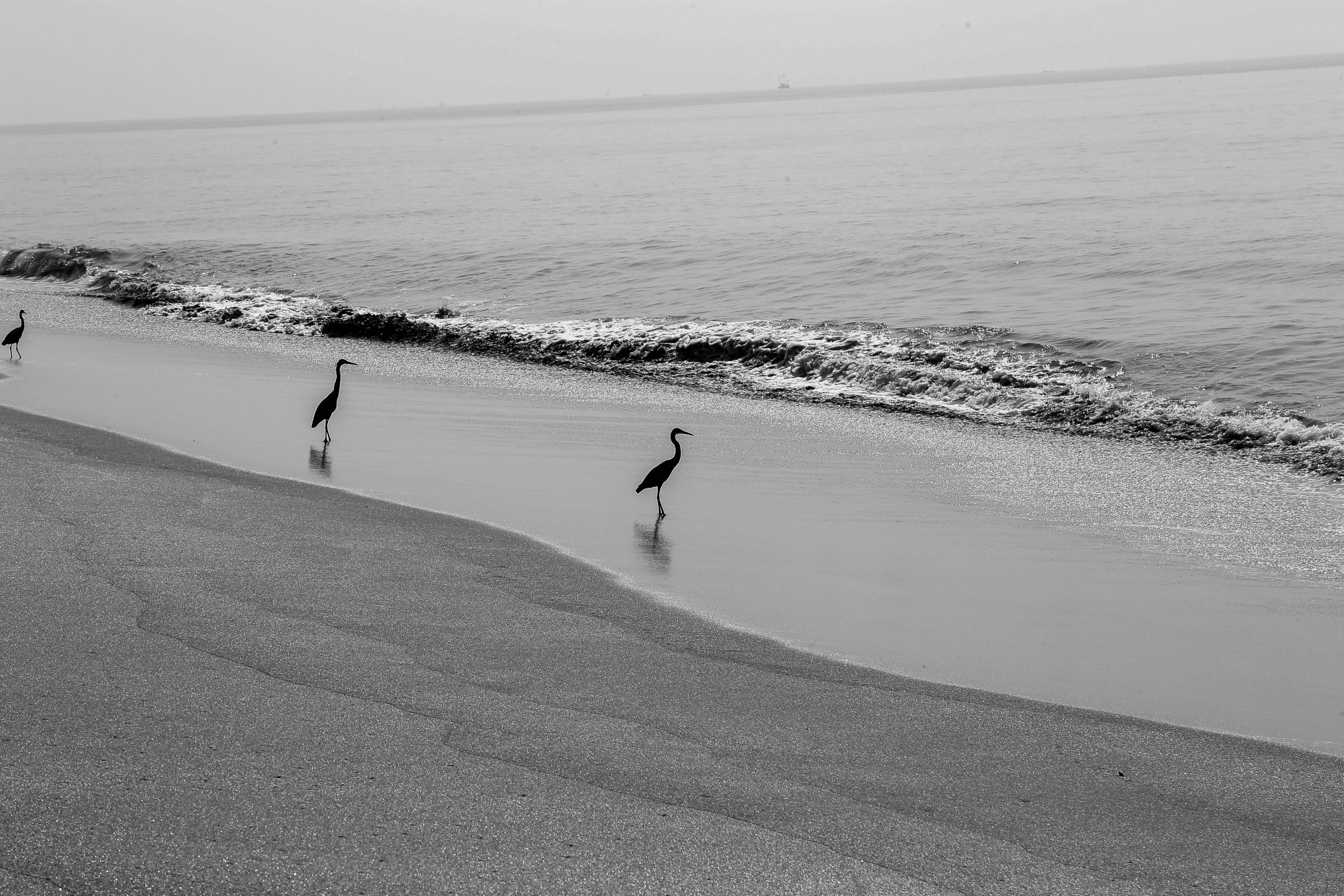 Coastal birds at a beach