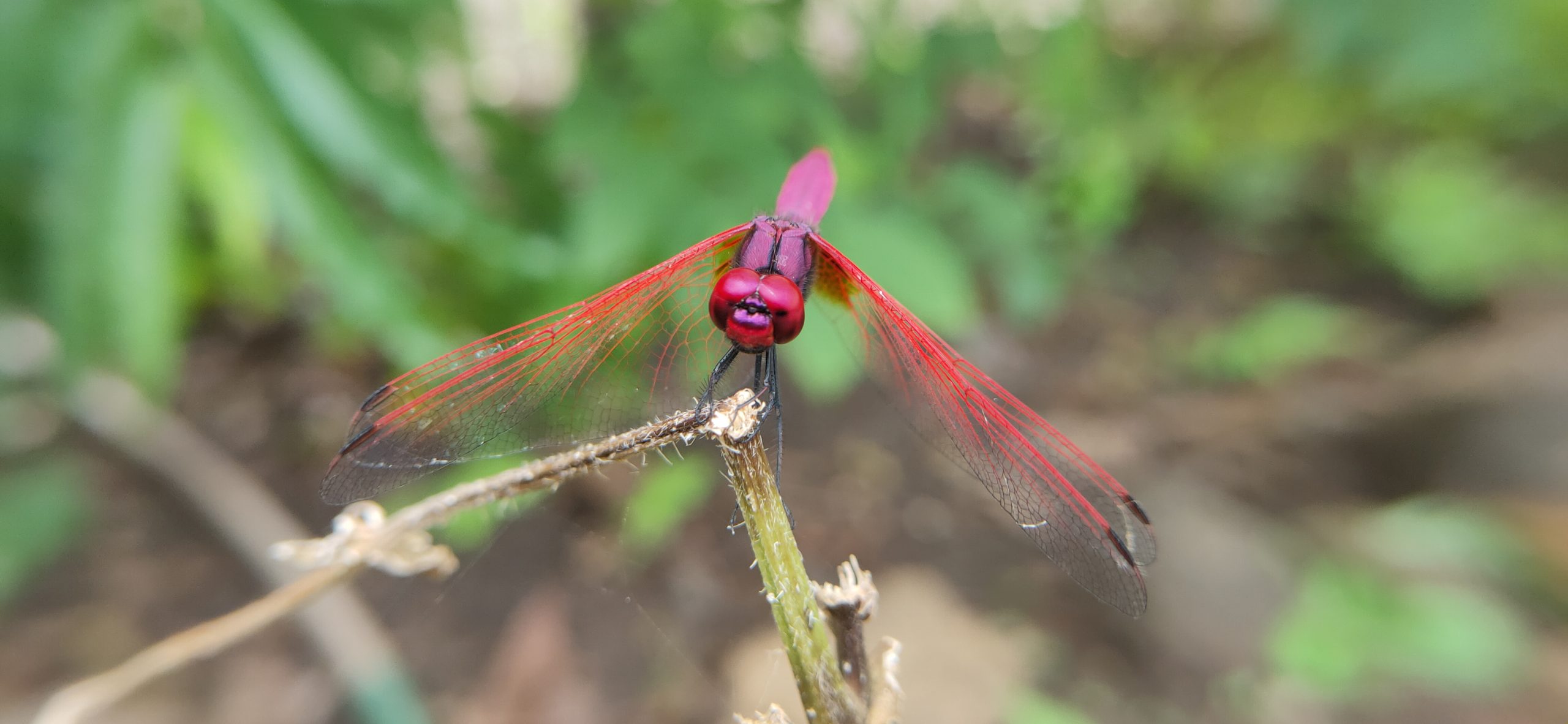 dragonfly on a twig