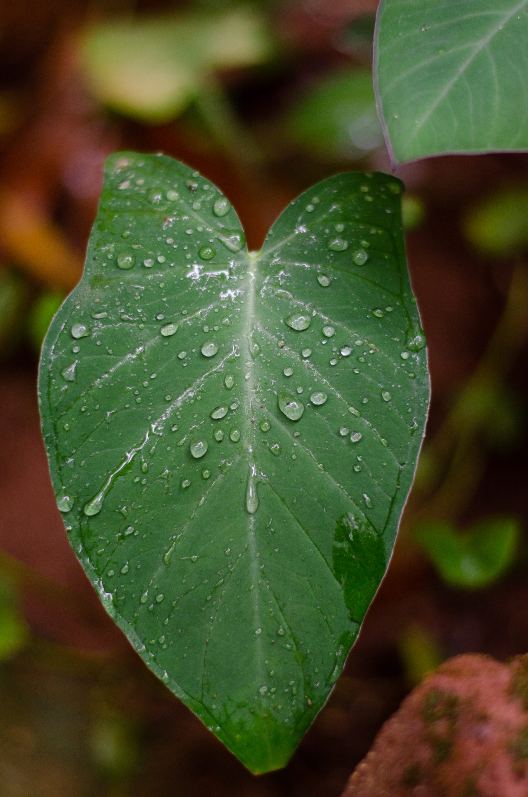 drops on a leaf
