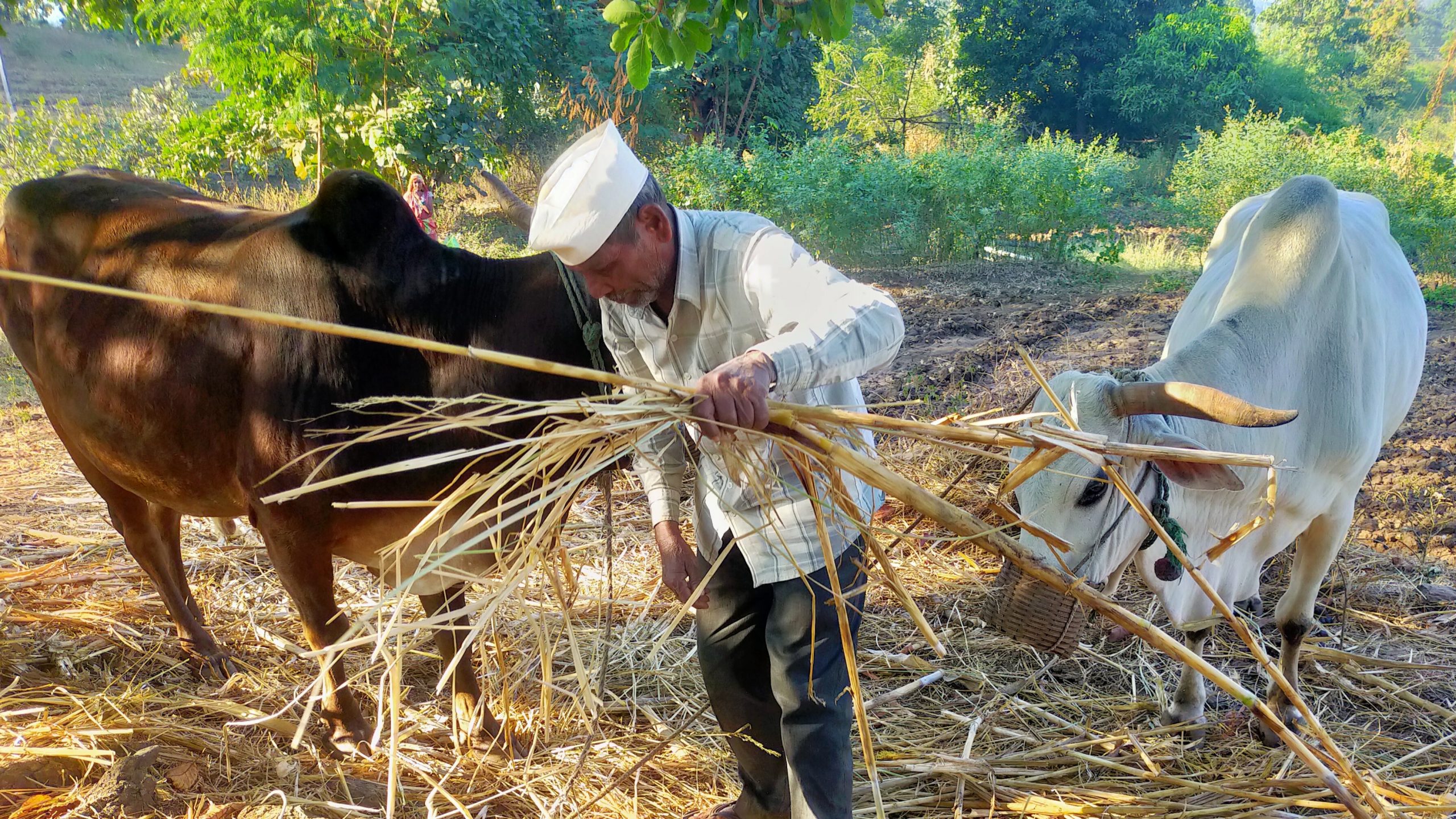 A farmer feeding his oxen